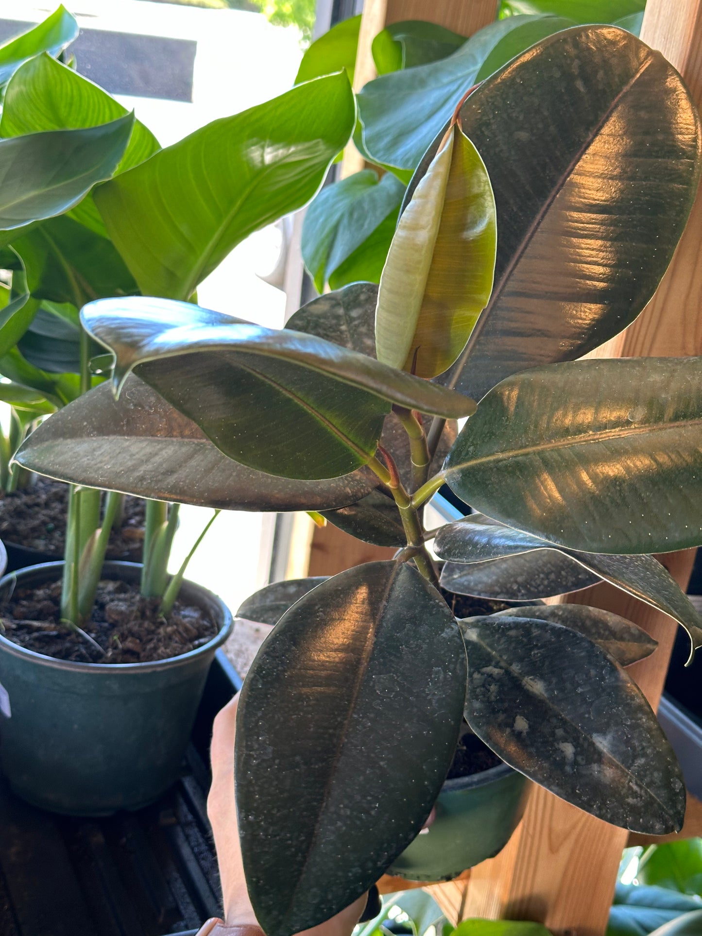 6" Ficus elastica "Burgundy" Bush