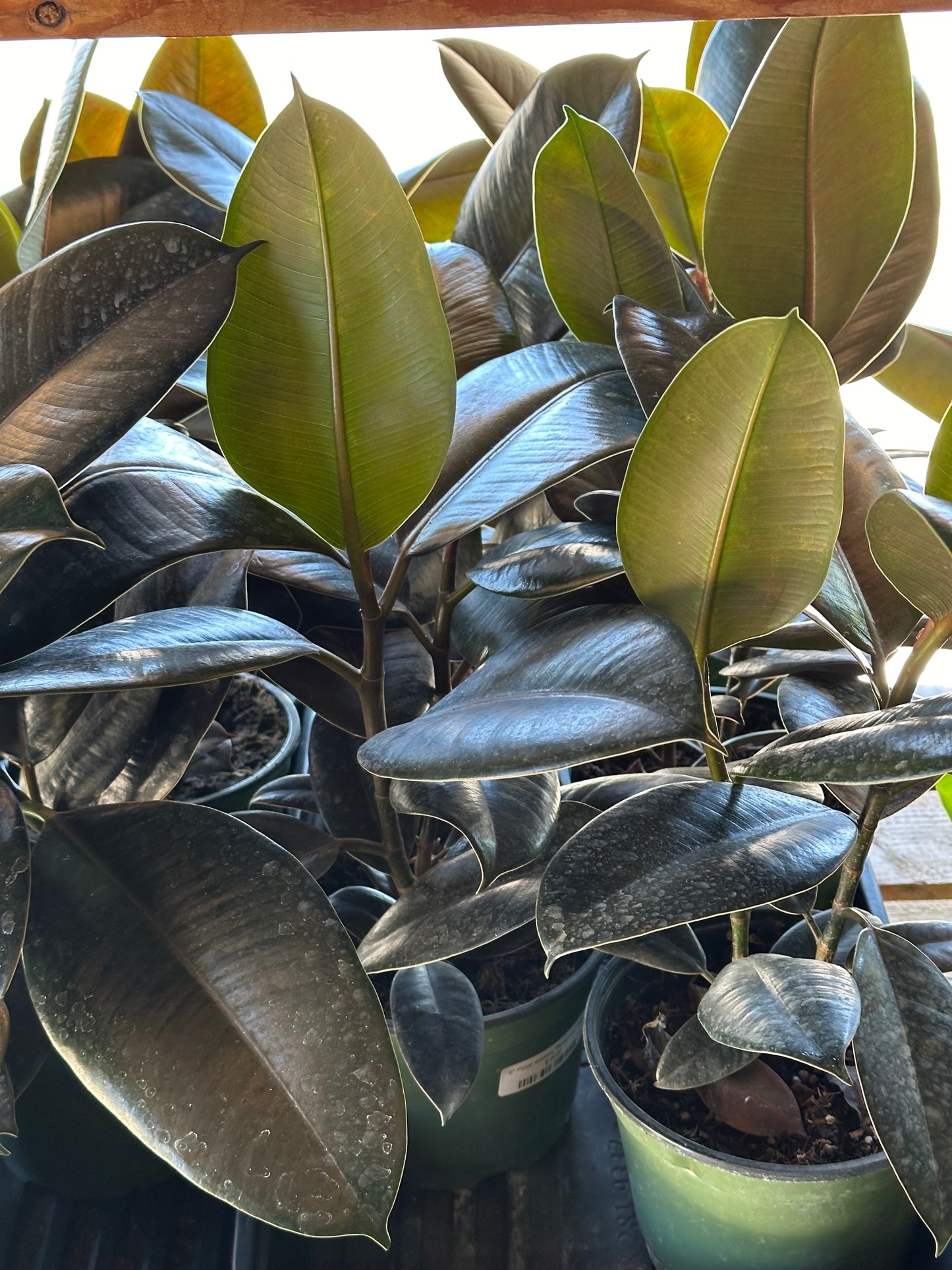 6" Ficus elastica "Burgundy" Bush
