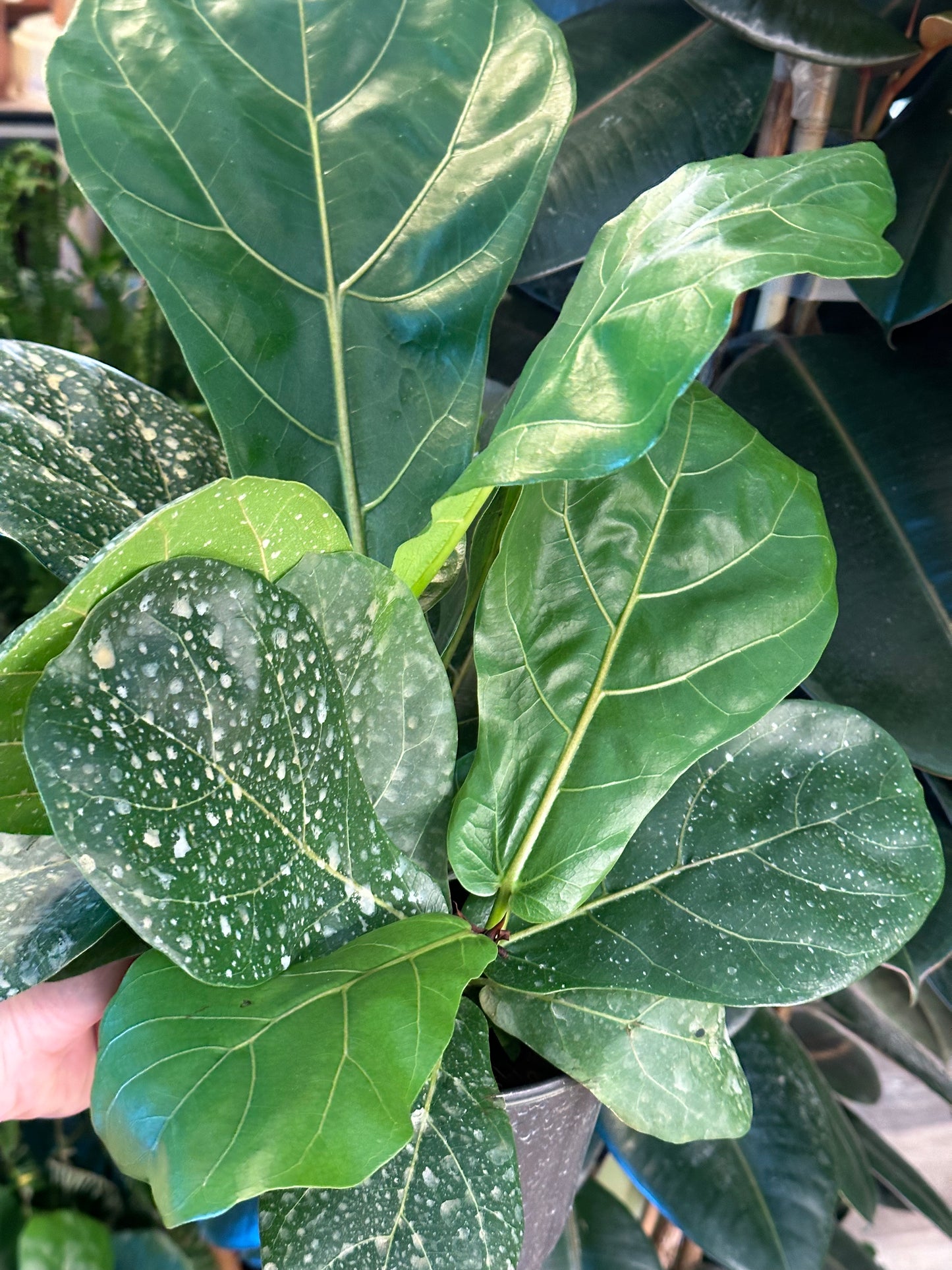 6" Ficus lyrata "Fiddle Leaf Fig"