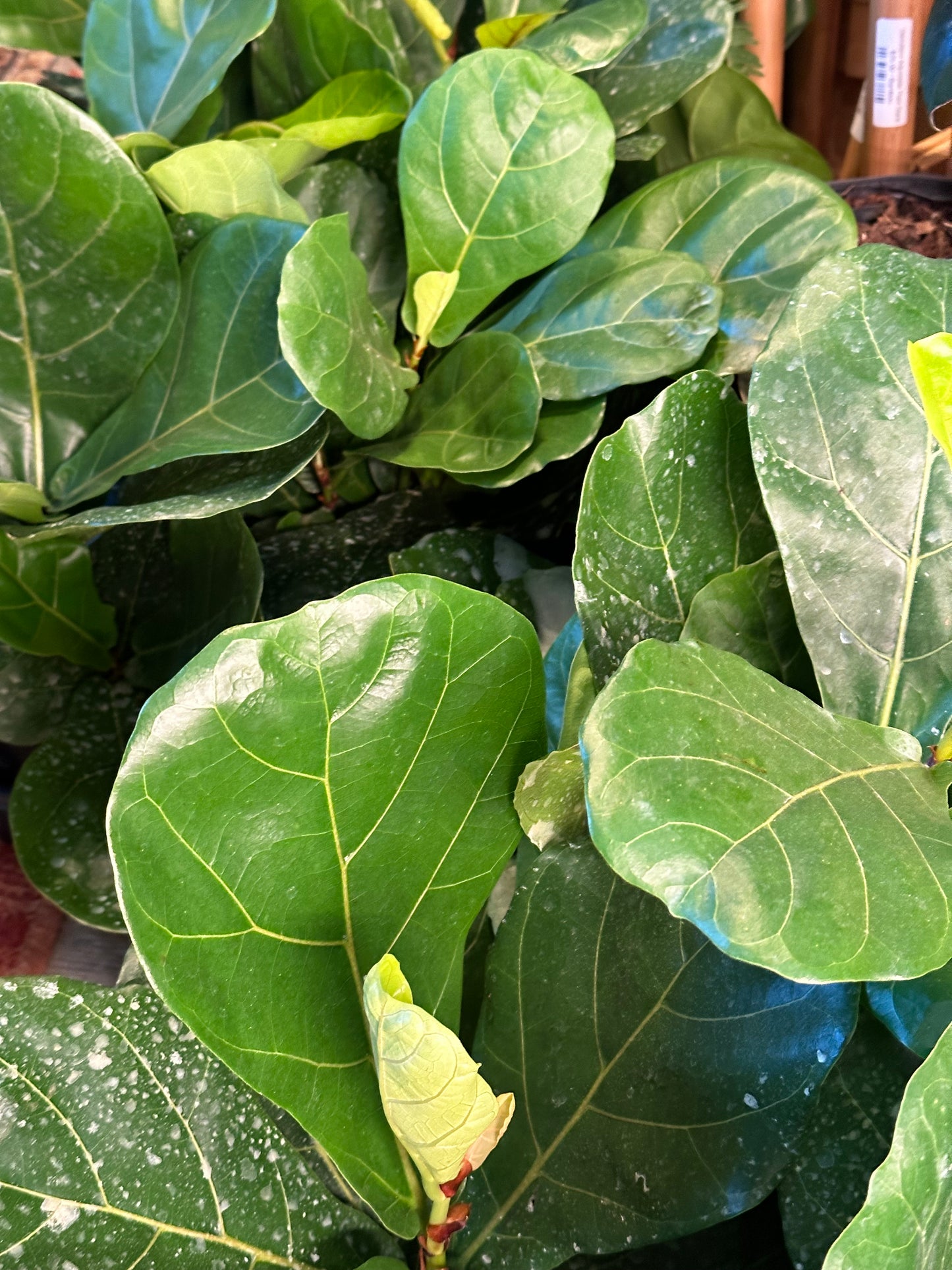 6" Ficus lyrata "Fiddle Leaf Fig"