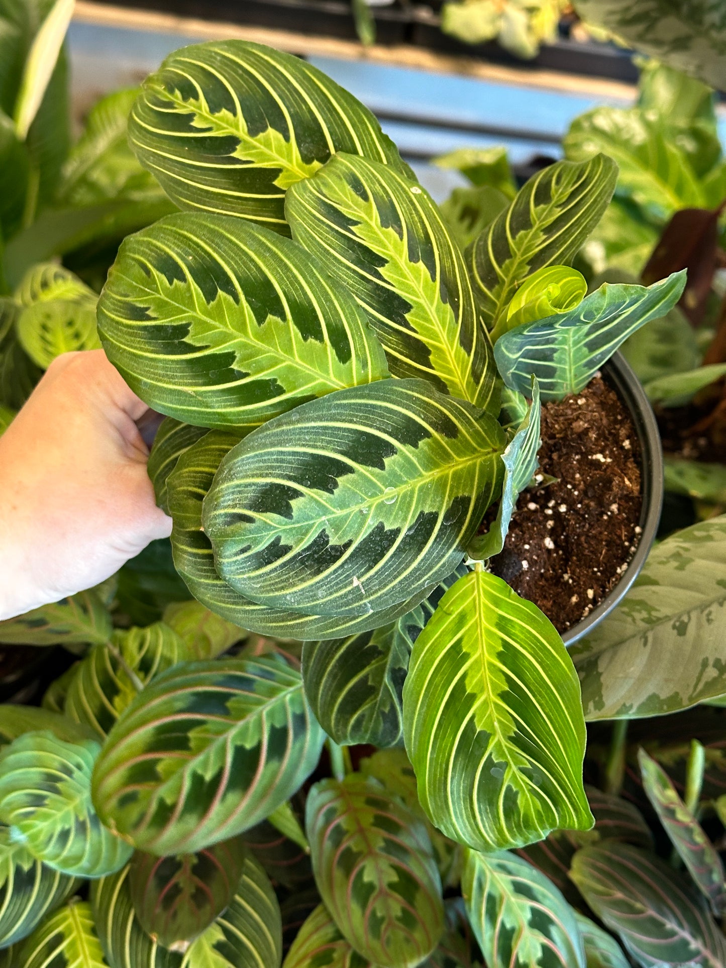 6” Maranta leuconeura "Lemon Lime"