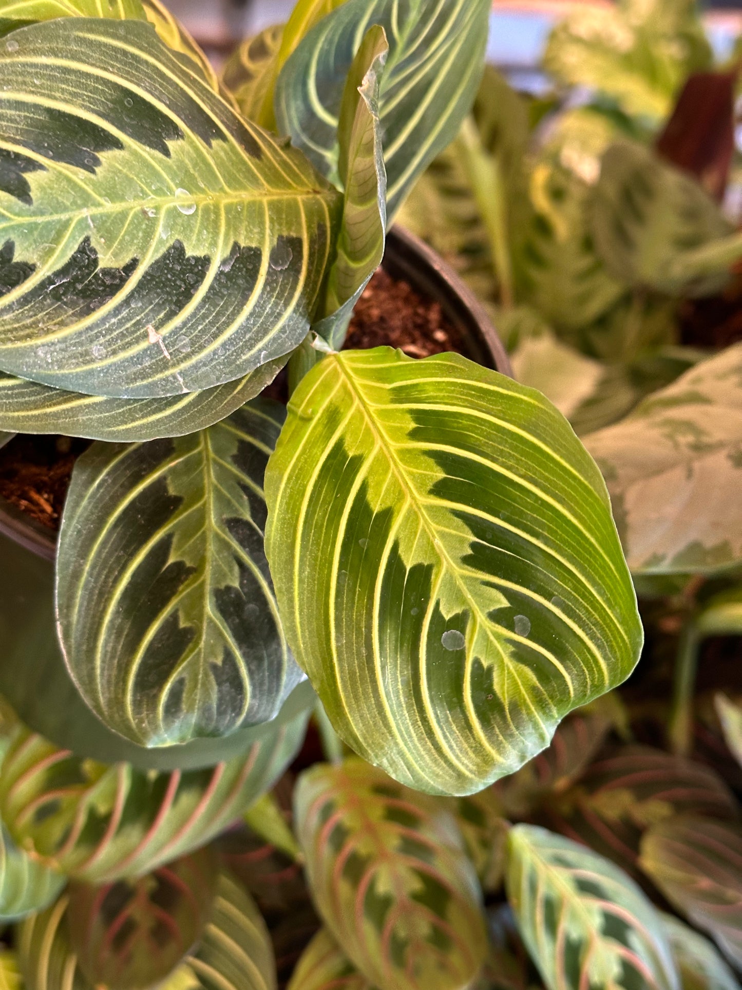 6” Maranta leuconeura "Lemon Lime"