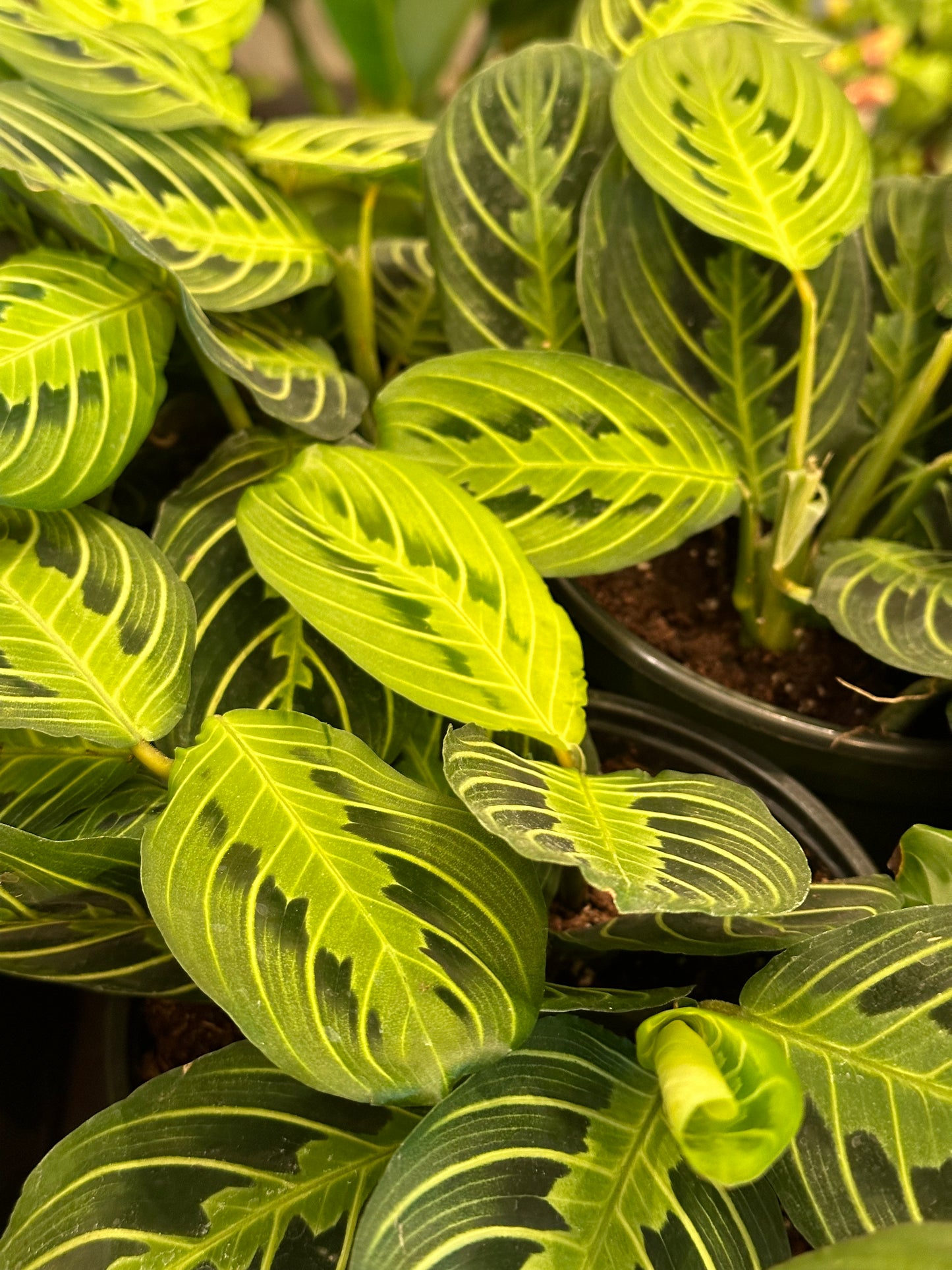 6” Maranta leuconeura "Lemon Lime"