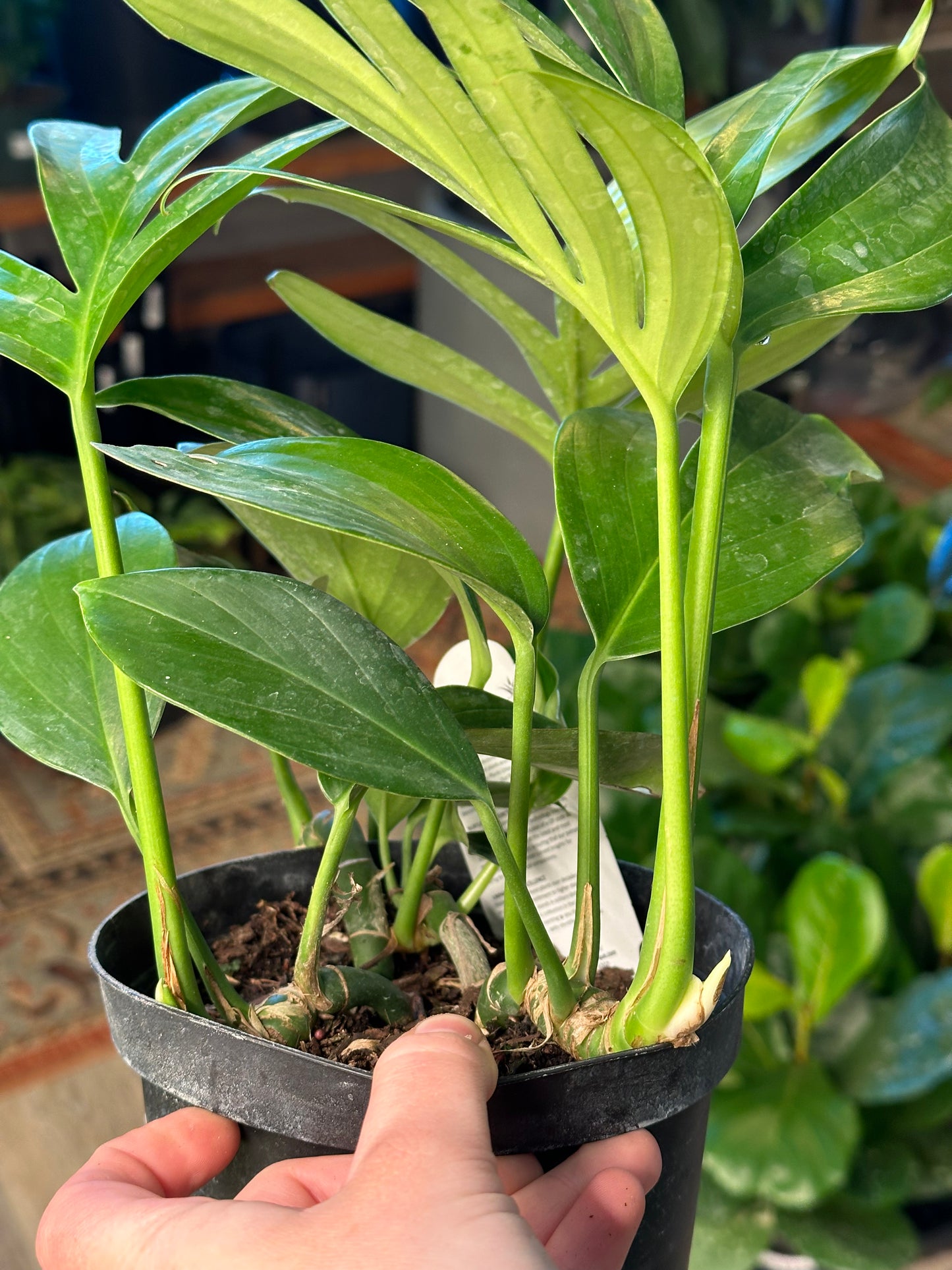 6" Rhaphidophora decursiva "Dragon Tail"