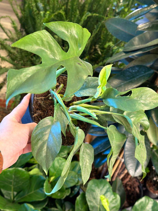 6" Rhaphidophora tetrasperma "Mini Monstera"