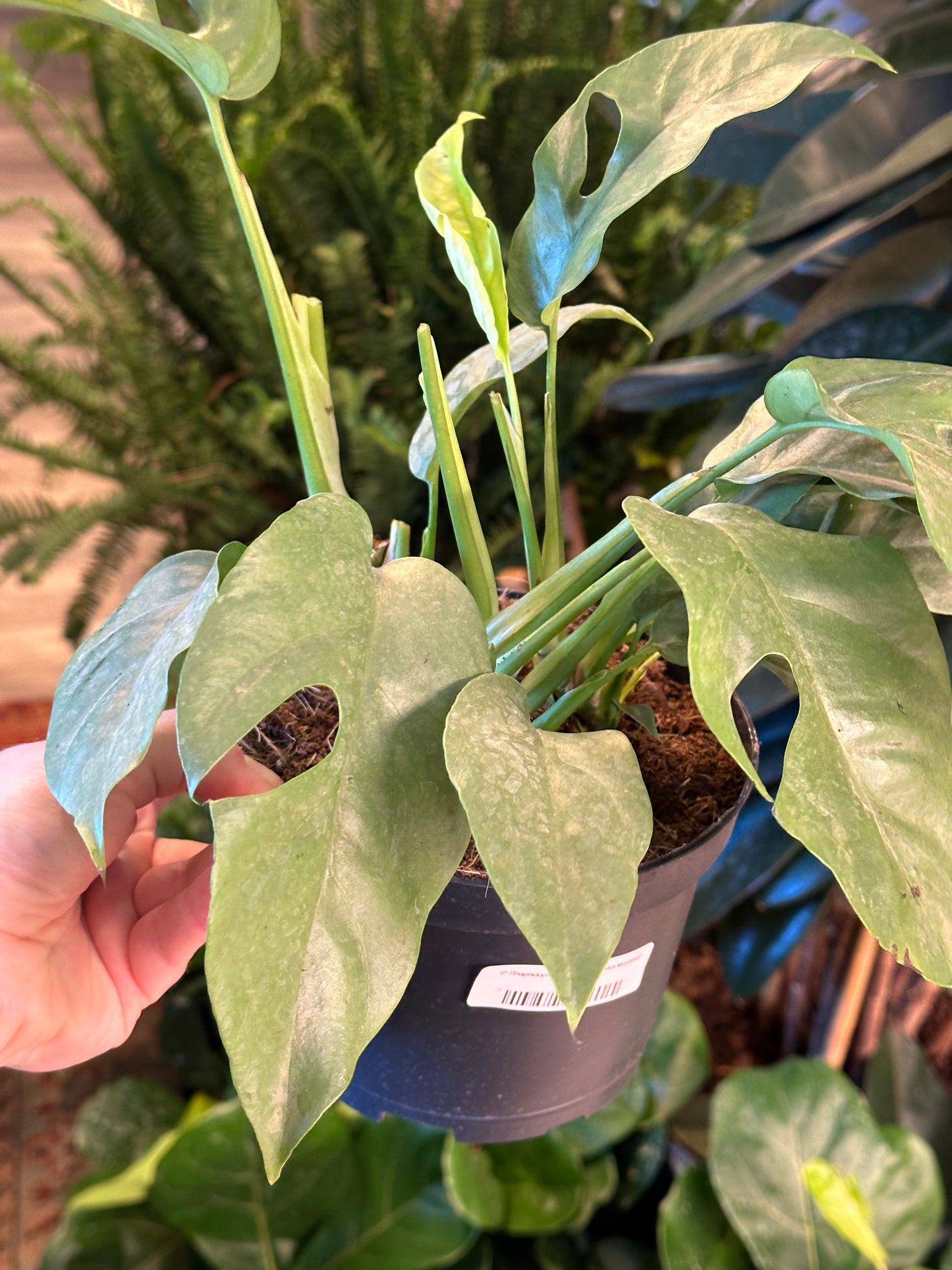 6" Rhaphidophora tetrasperma "Mini Monstera"