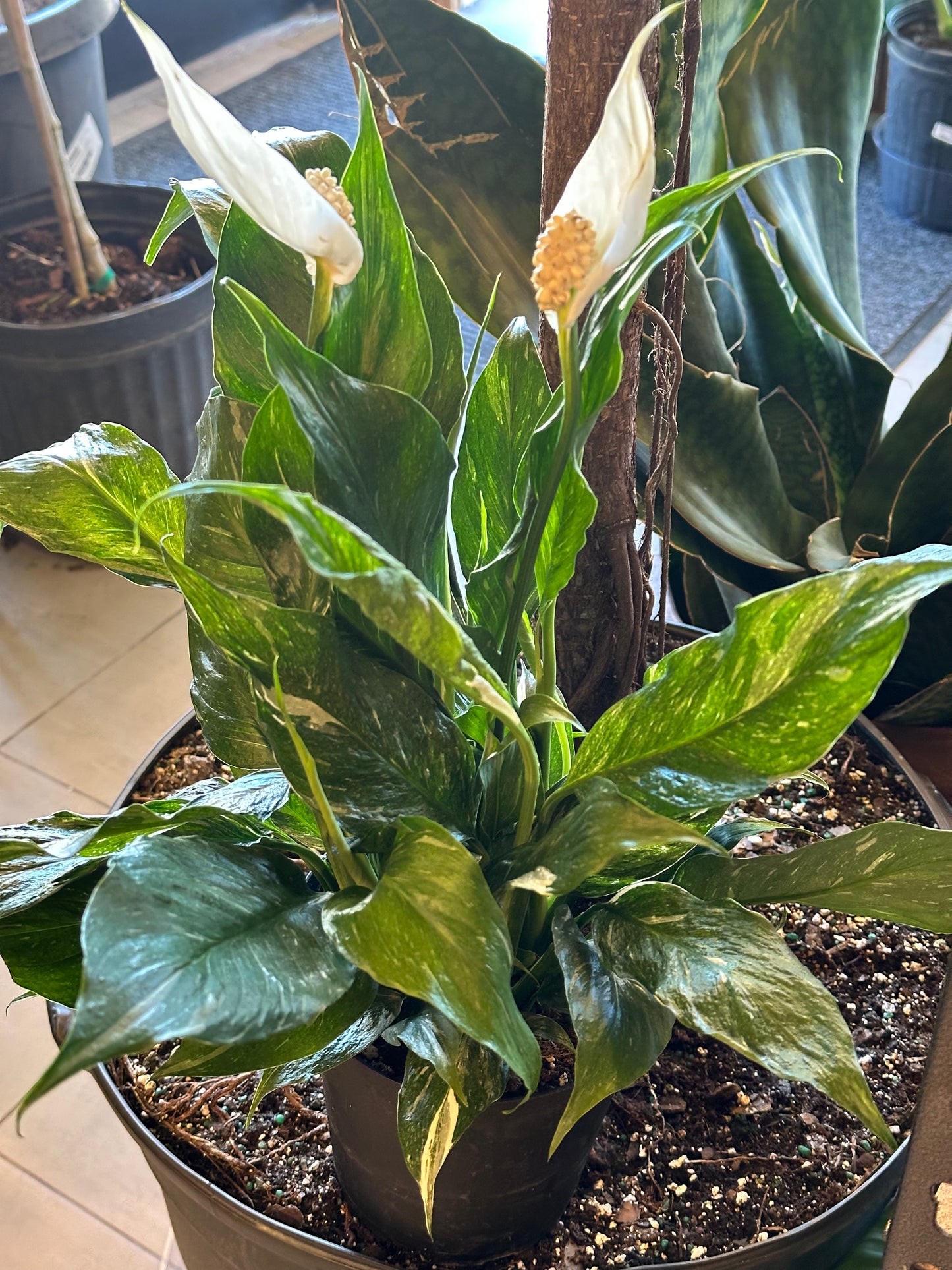 6" Spathiphyllum "Domino"