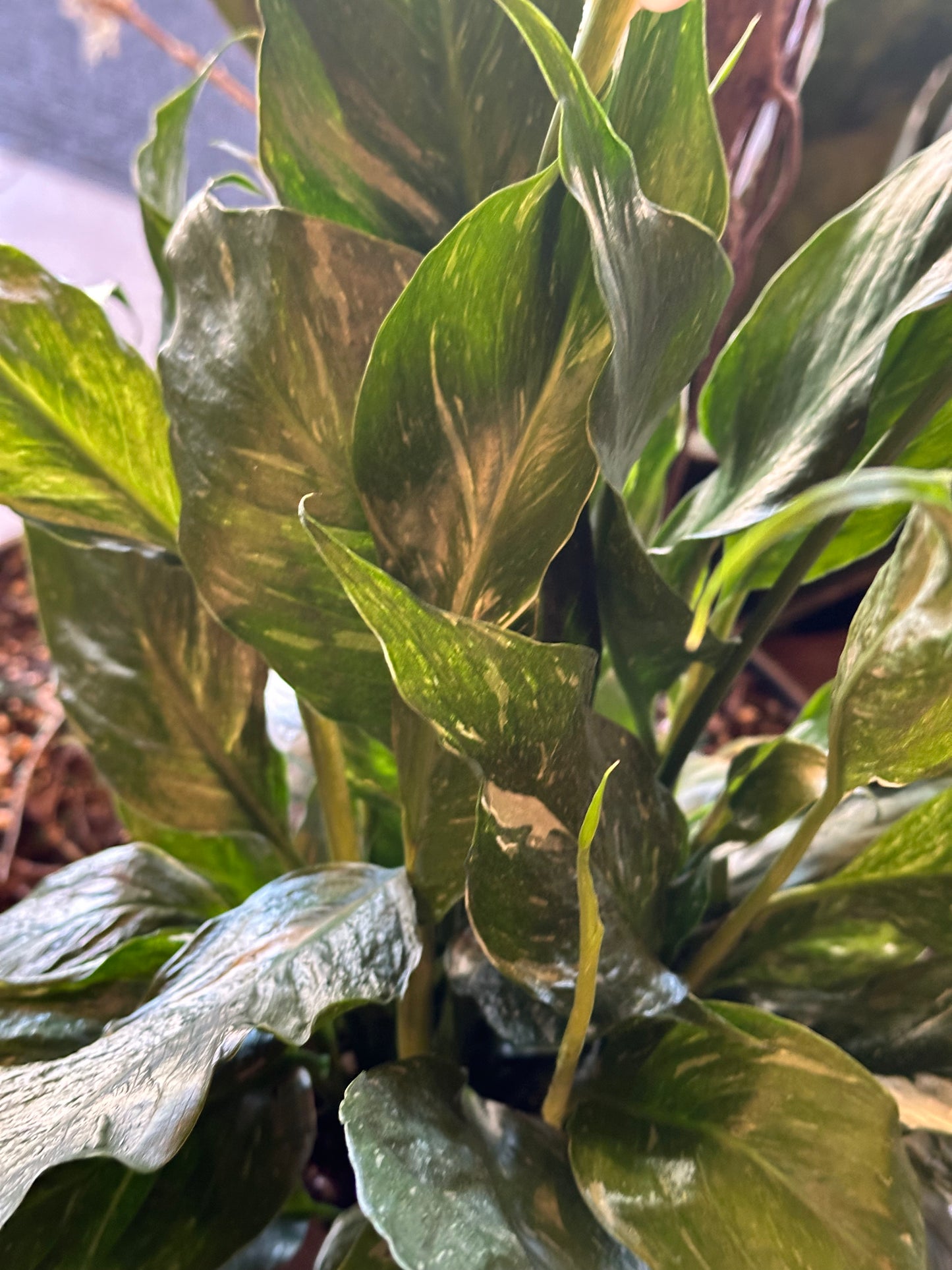 6" Spathiphyllum "Domino"