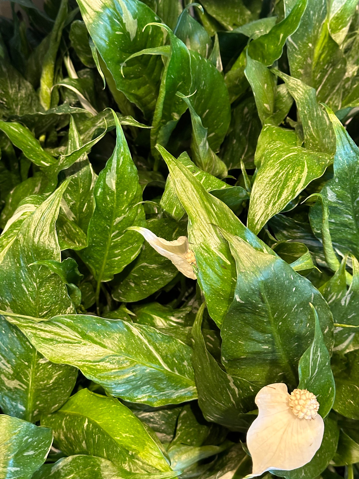 6" Spathiphyllum "Domino"