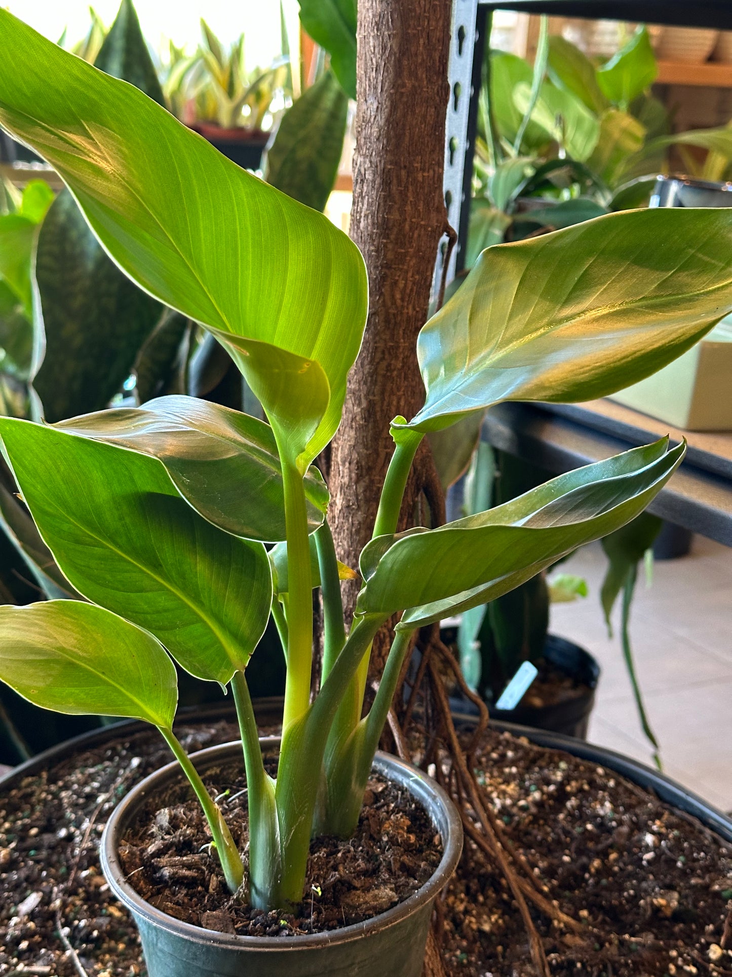 6" Strelitzia nicolai "White Bird of Paradise"