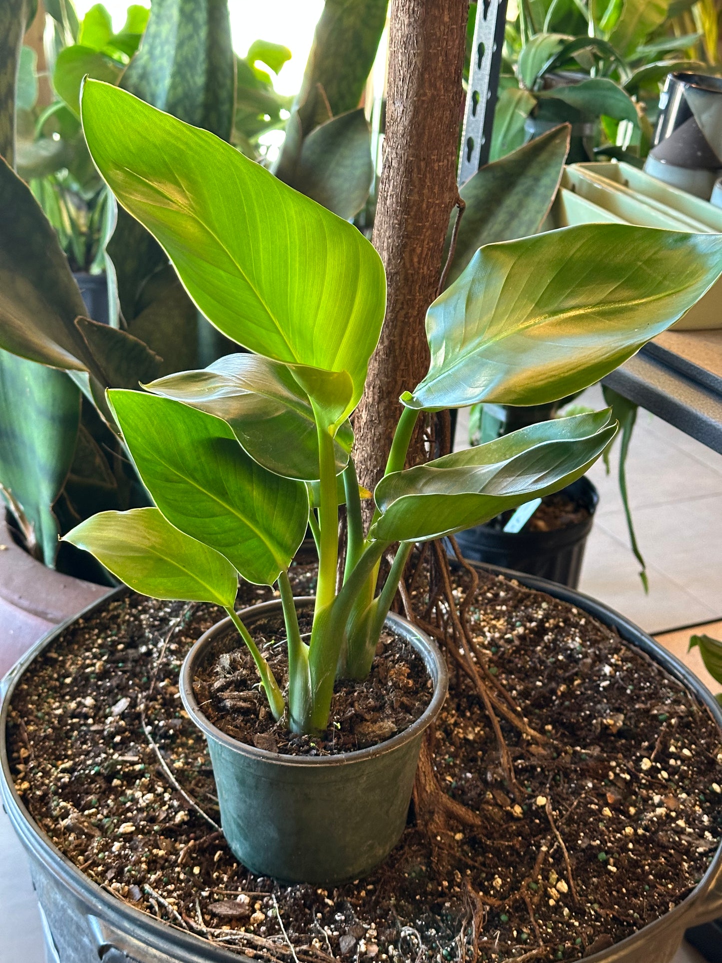 6" Strelitzia nicolai "White Bird of Paradise"