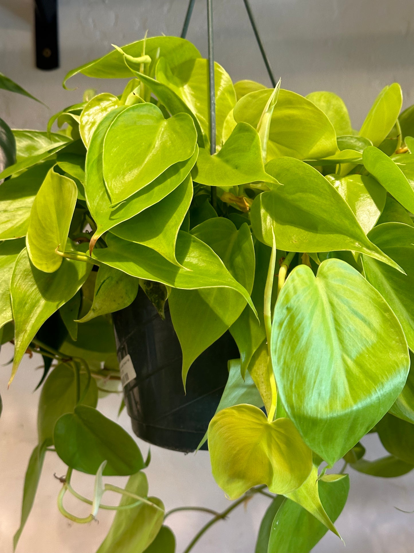 8" Philodendron hederaceum "Lemon" HB