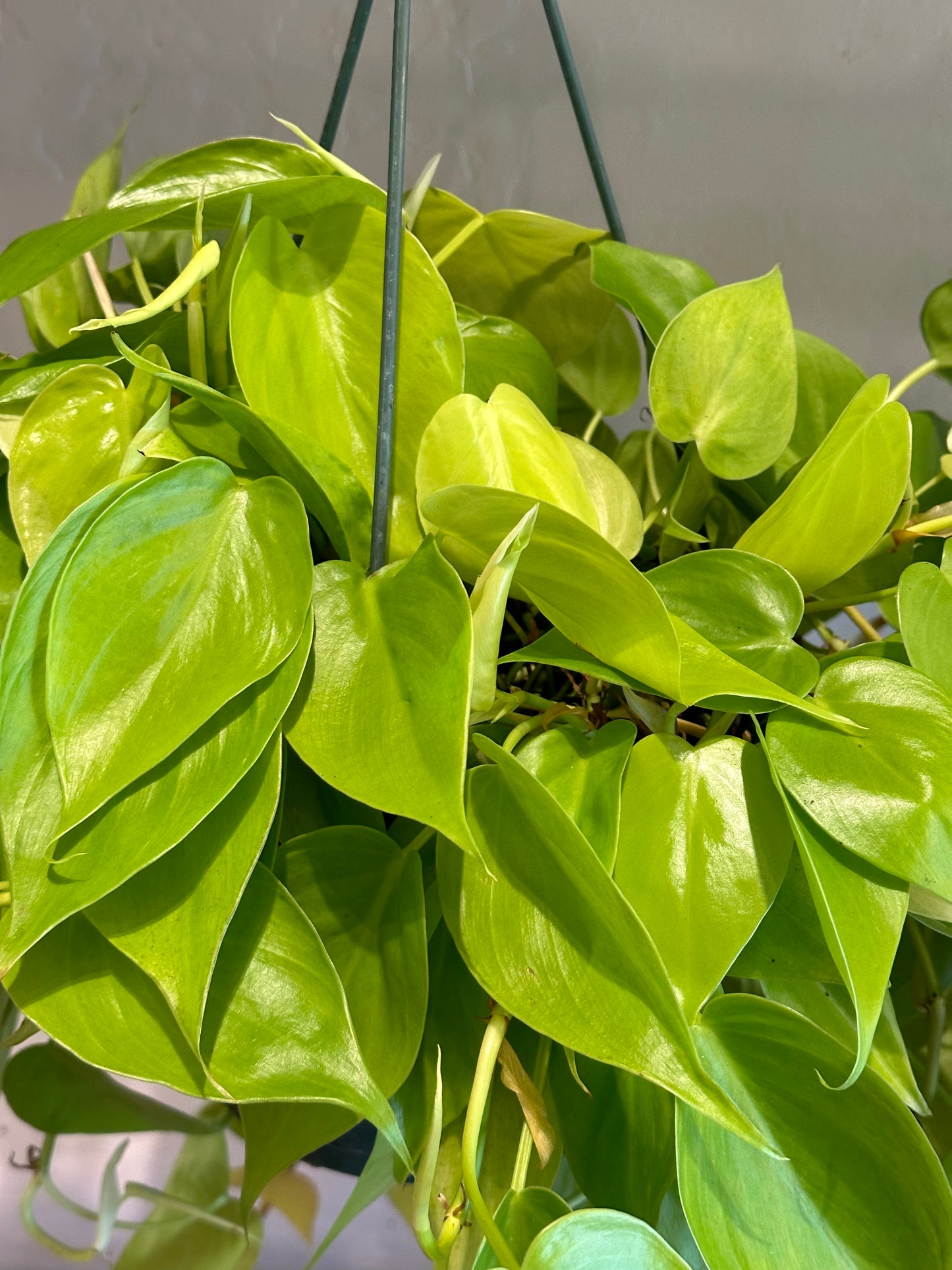 8" Philodendron hederaceum "Lemon" HB