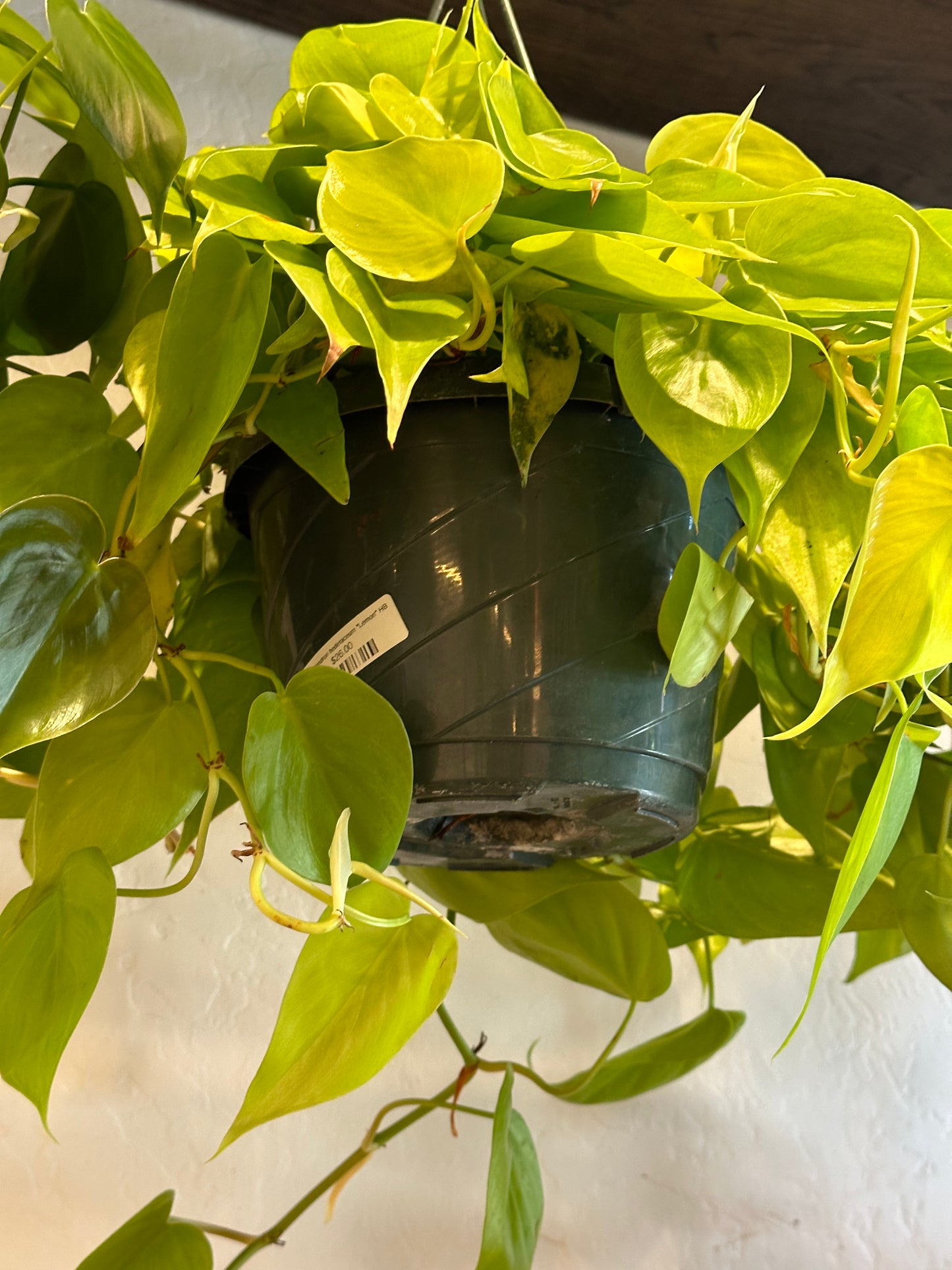 8" Philodendron hederaceum "Lemon" HB