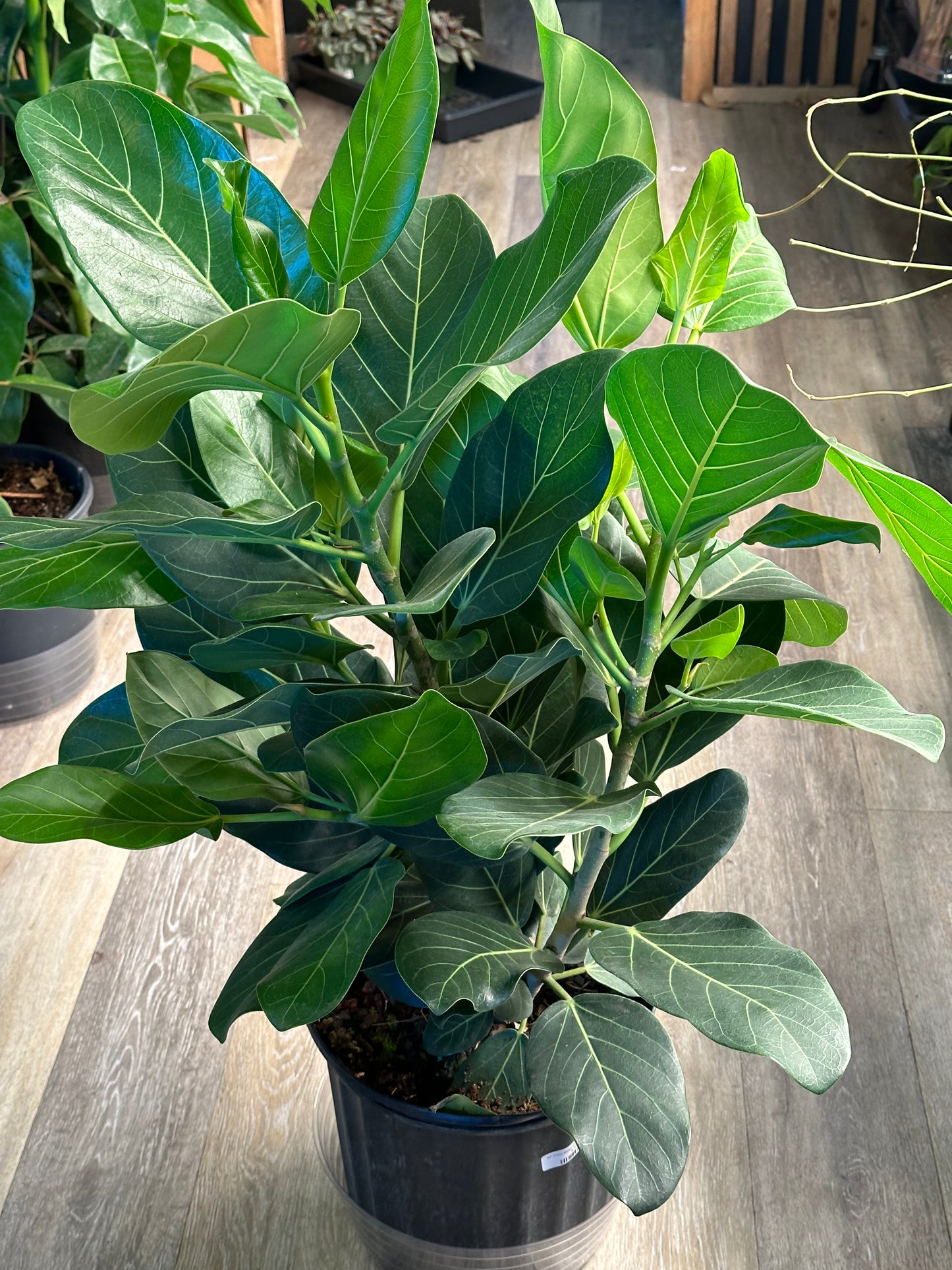 10" Ficus benghalensis "Audrey" Bush