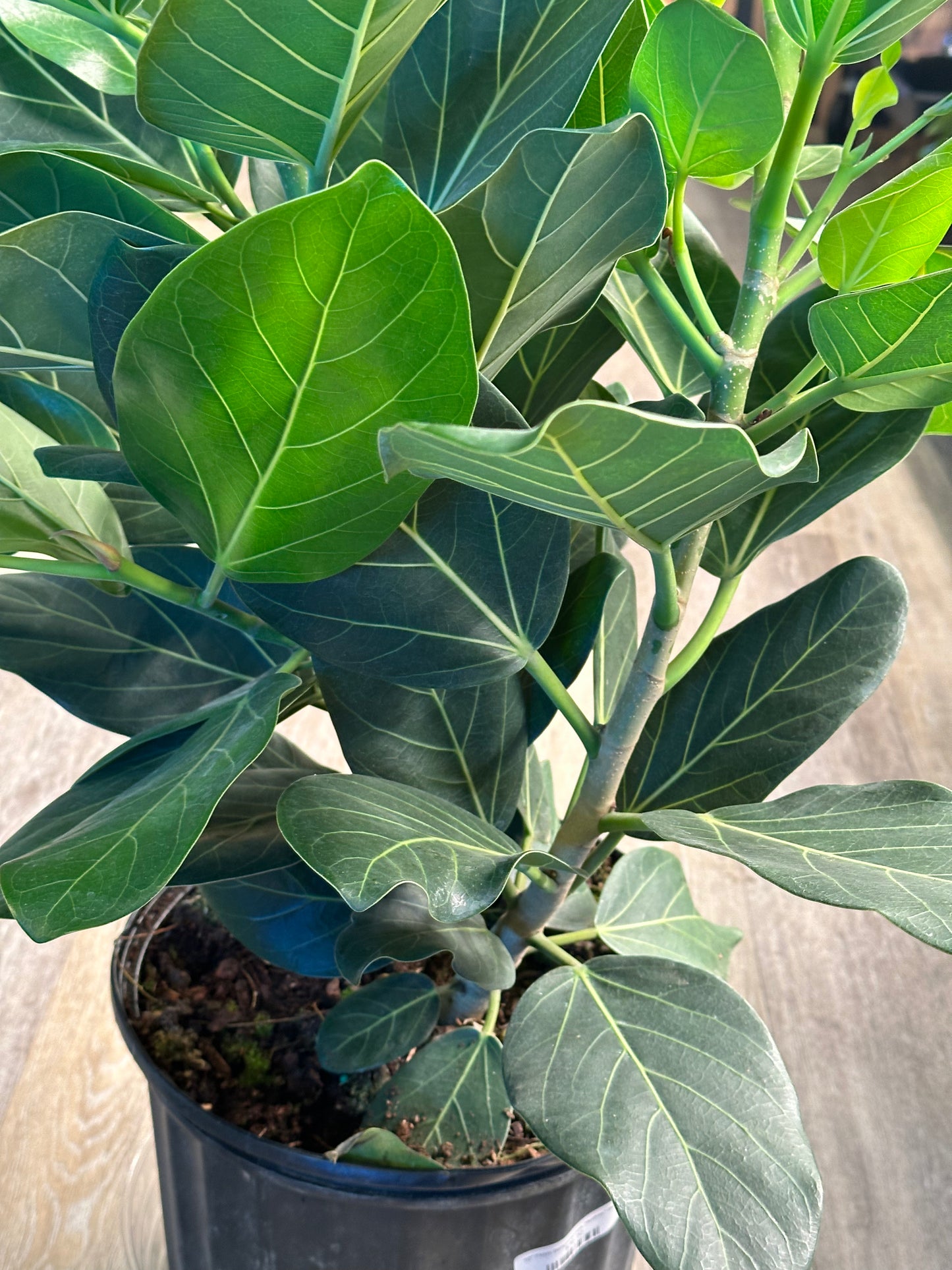 10" Ficus benghalensis "Audrey" Bush