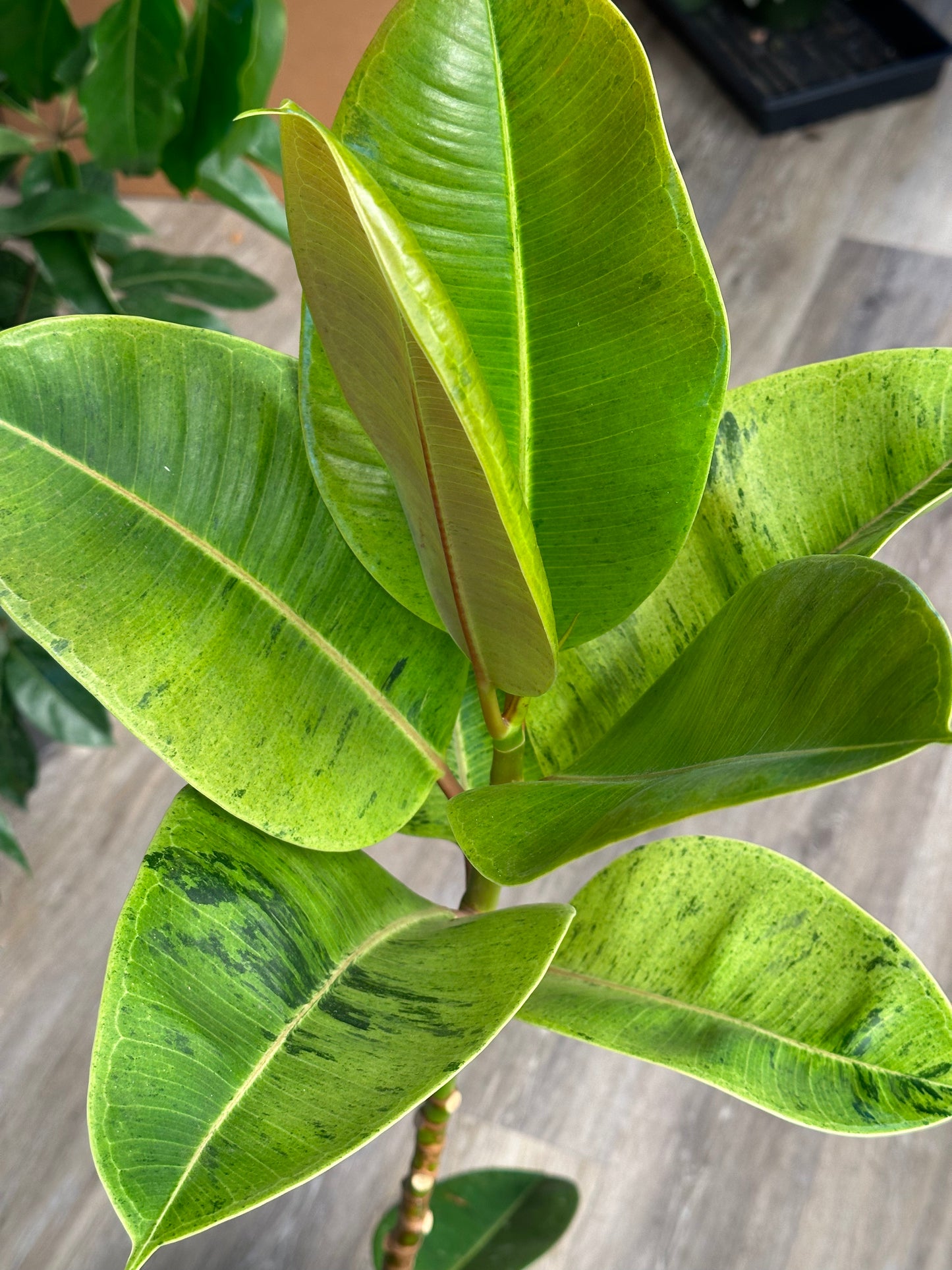 10" Ficus elastica "Shivereana Moonshine"