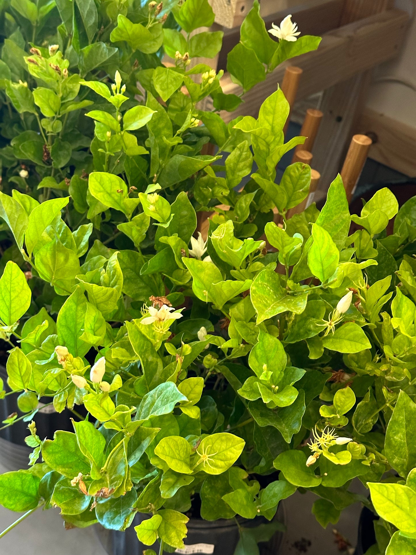 10" Jasmine "Belle of India" Bush