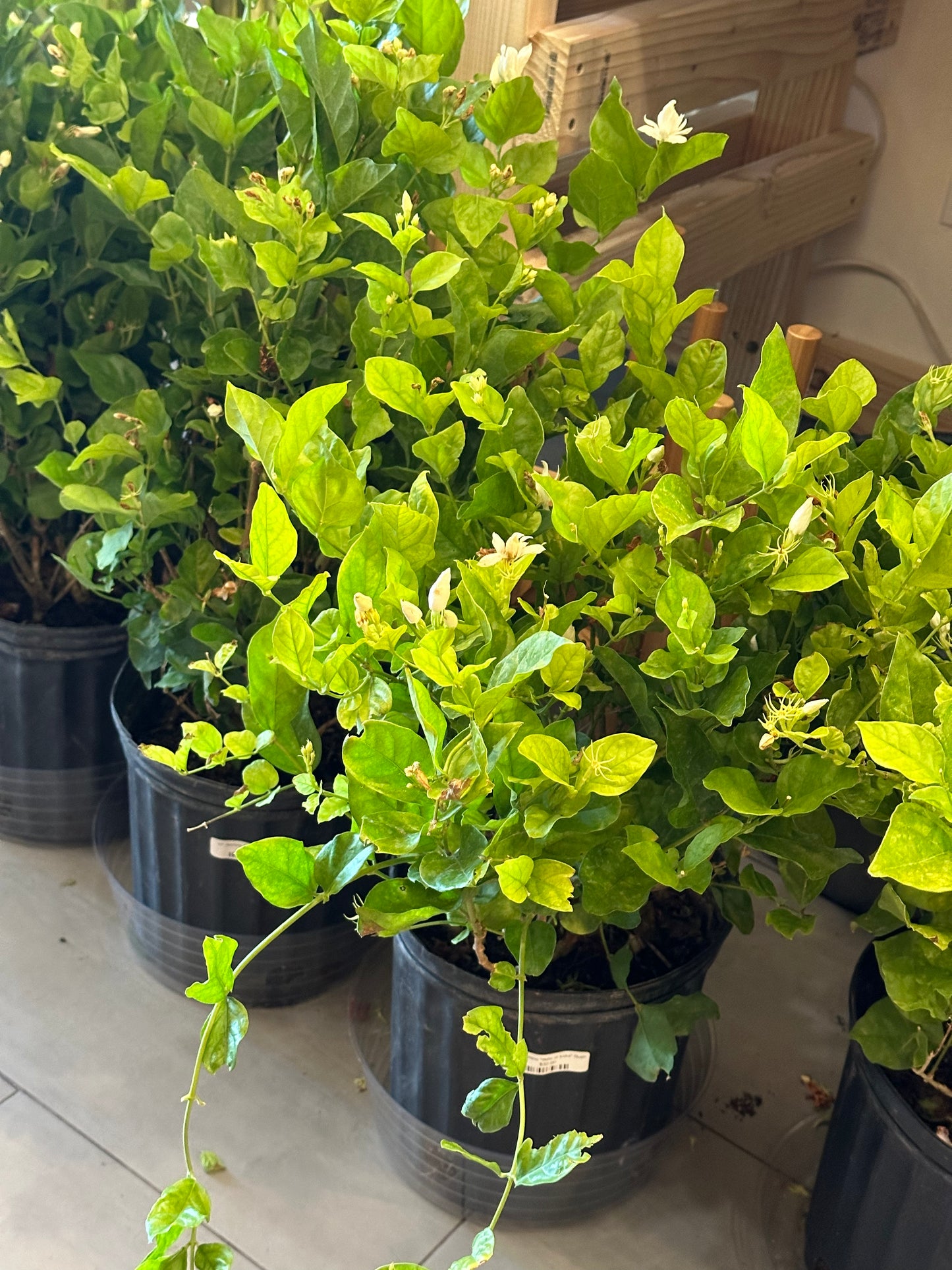 10" Jasmine "Belle of India" Bush