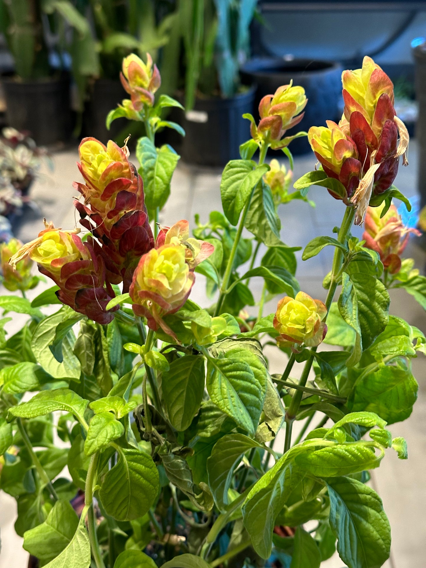 10" Justicia brandegeeana "Red Shrimp Plant"