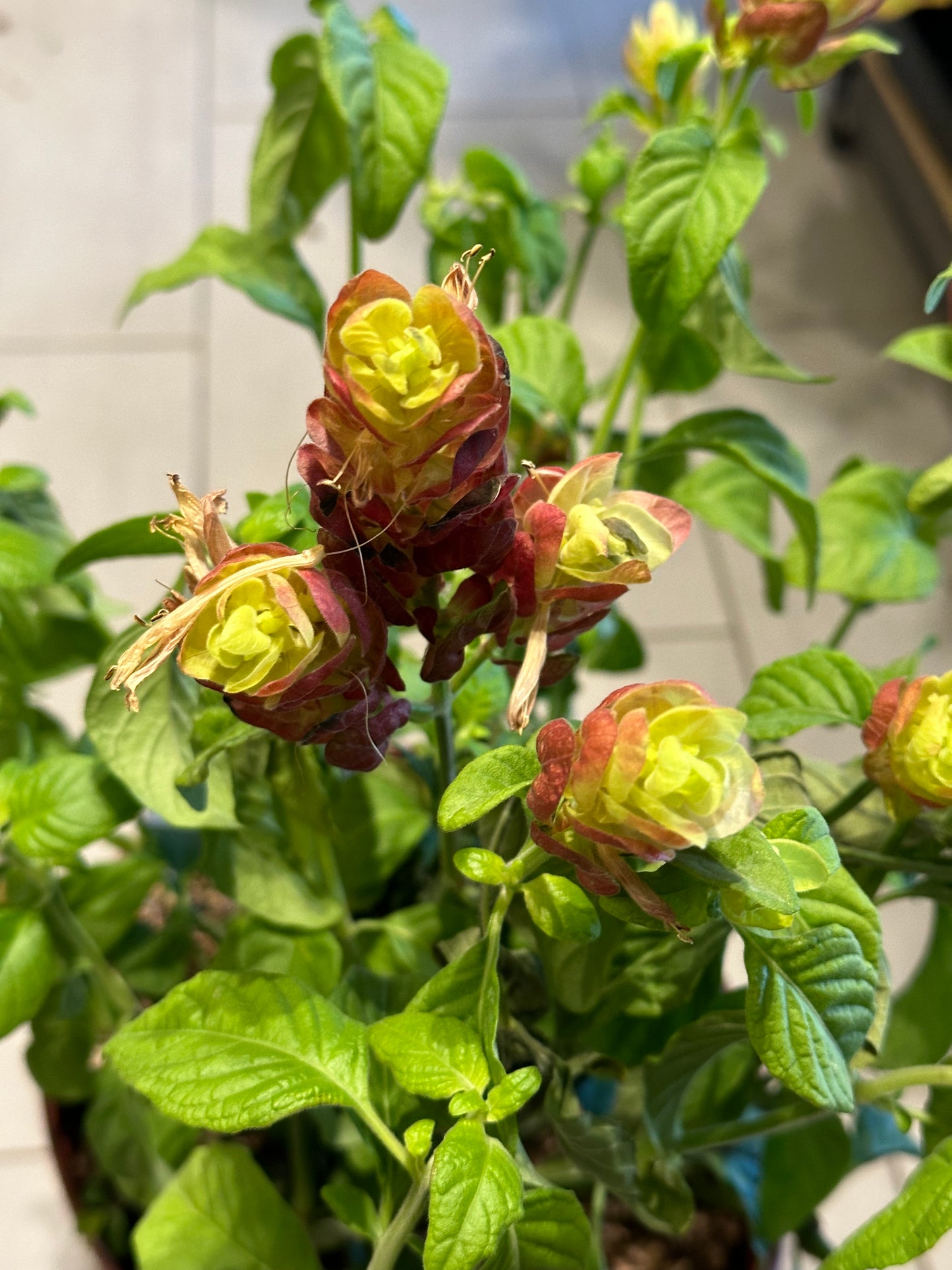 10" Justicia brandegeeana "Red Shrimp Plant"