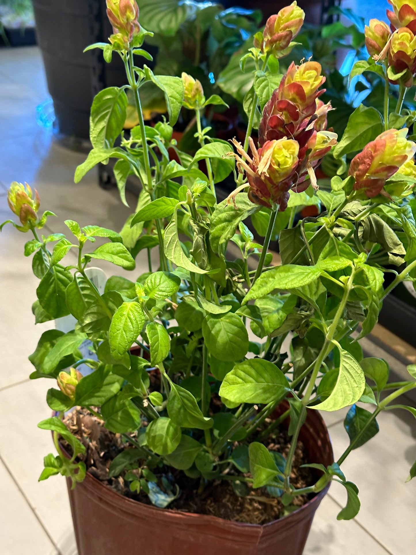 10" Justicia brandegeeana "Red Shrimp Plant"