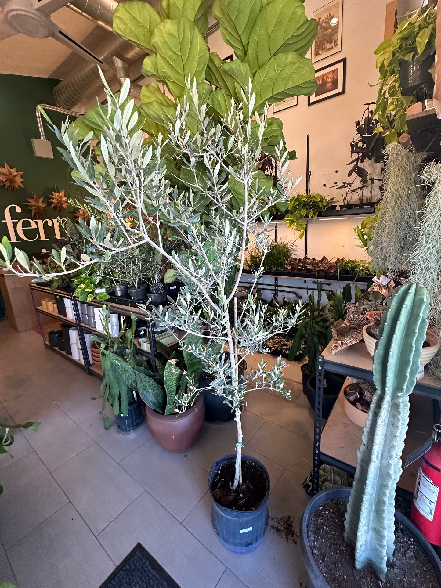 12" Olea europea "Arbequina Olive"