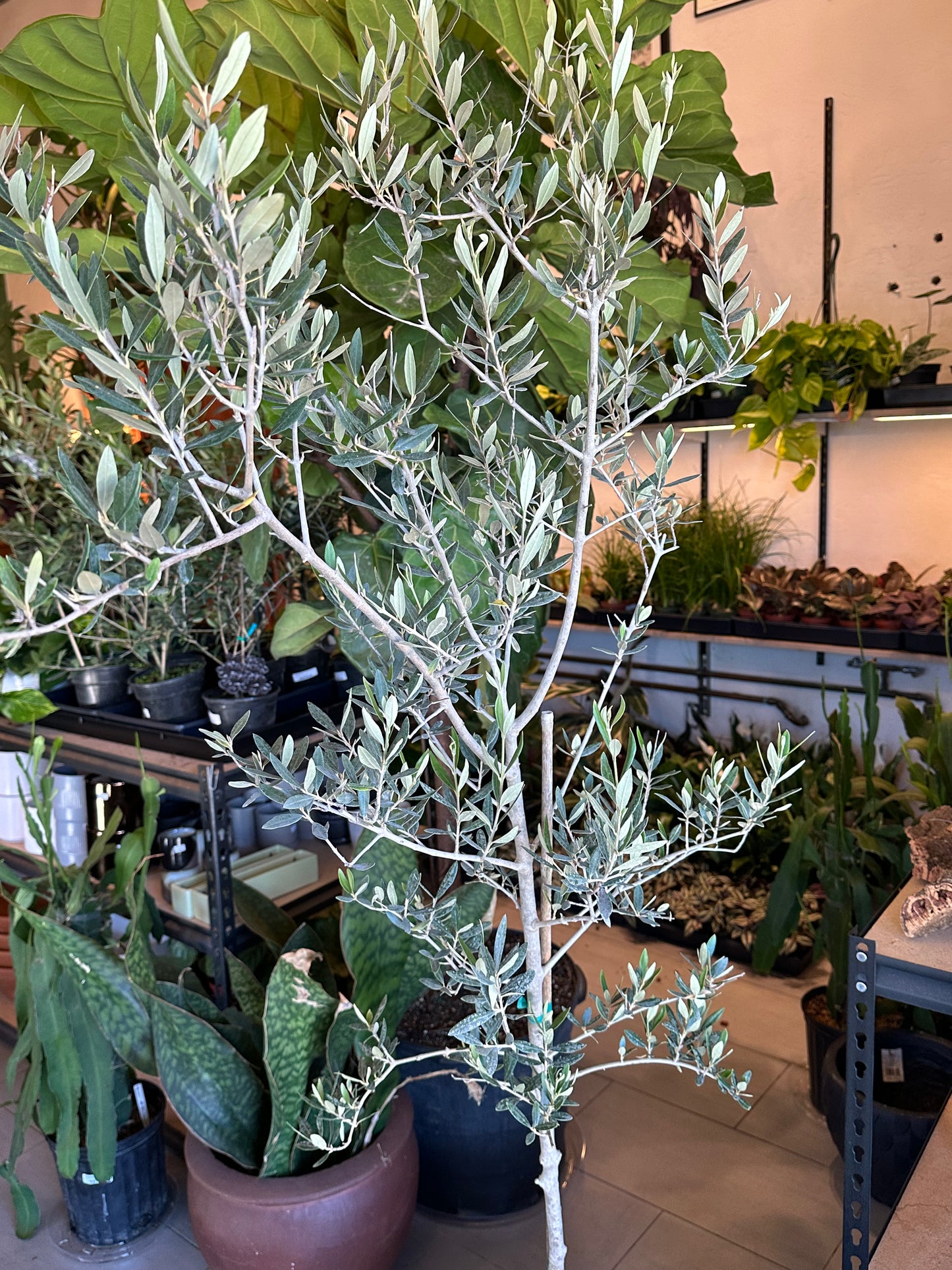 12" Olea europea "Arbequina Olive"