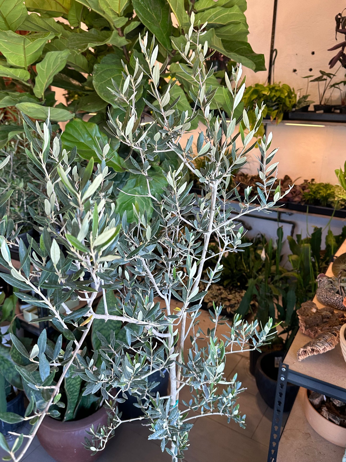 12" Olea europea "Arbequina Olive"