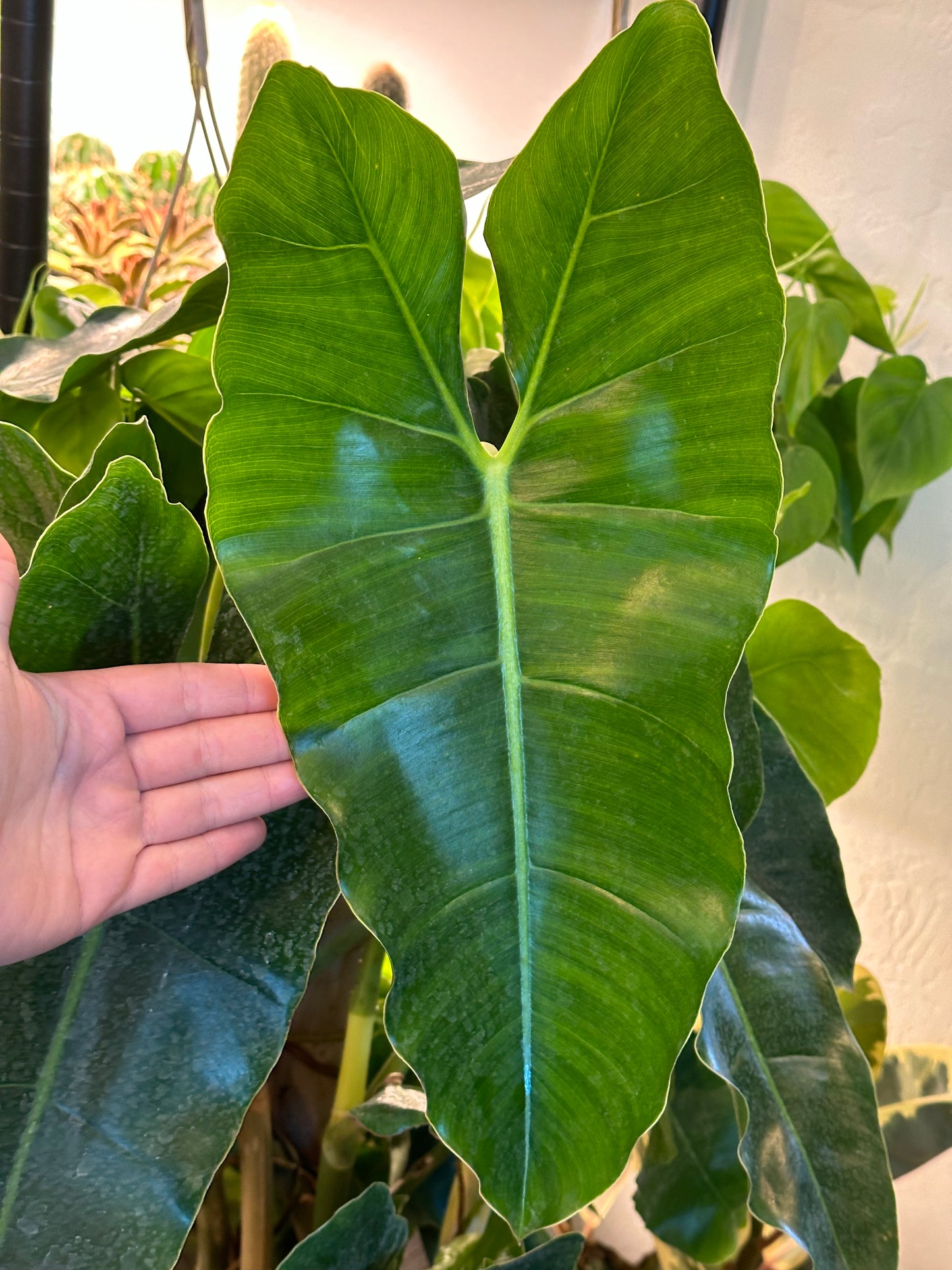 10" Philodendron burle-marxii Totem