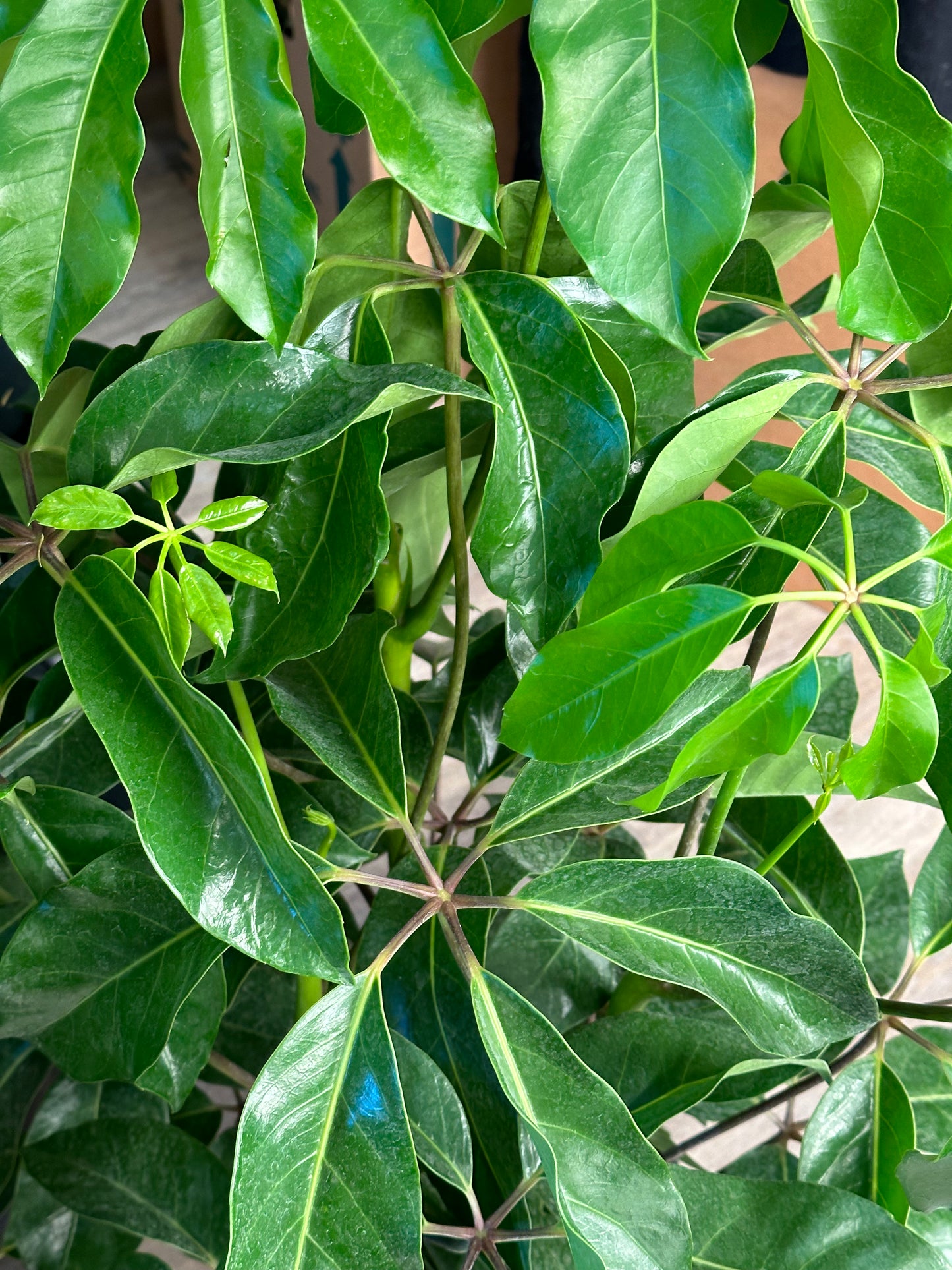 10" Heptapleurum actinophyllum "Schefflera Amate"
