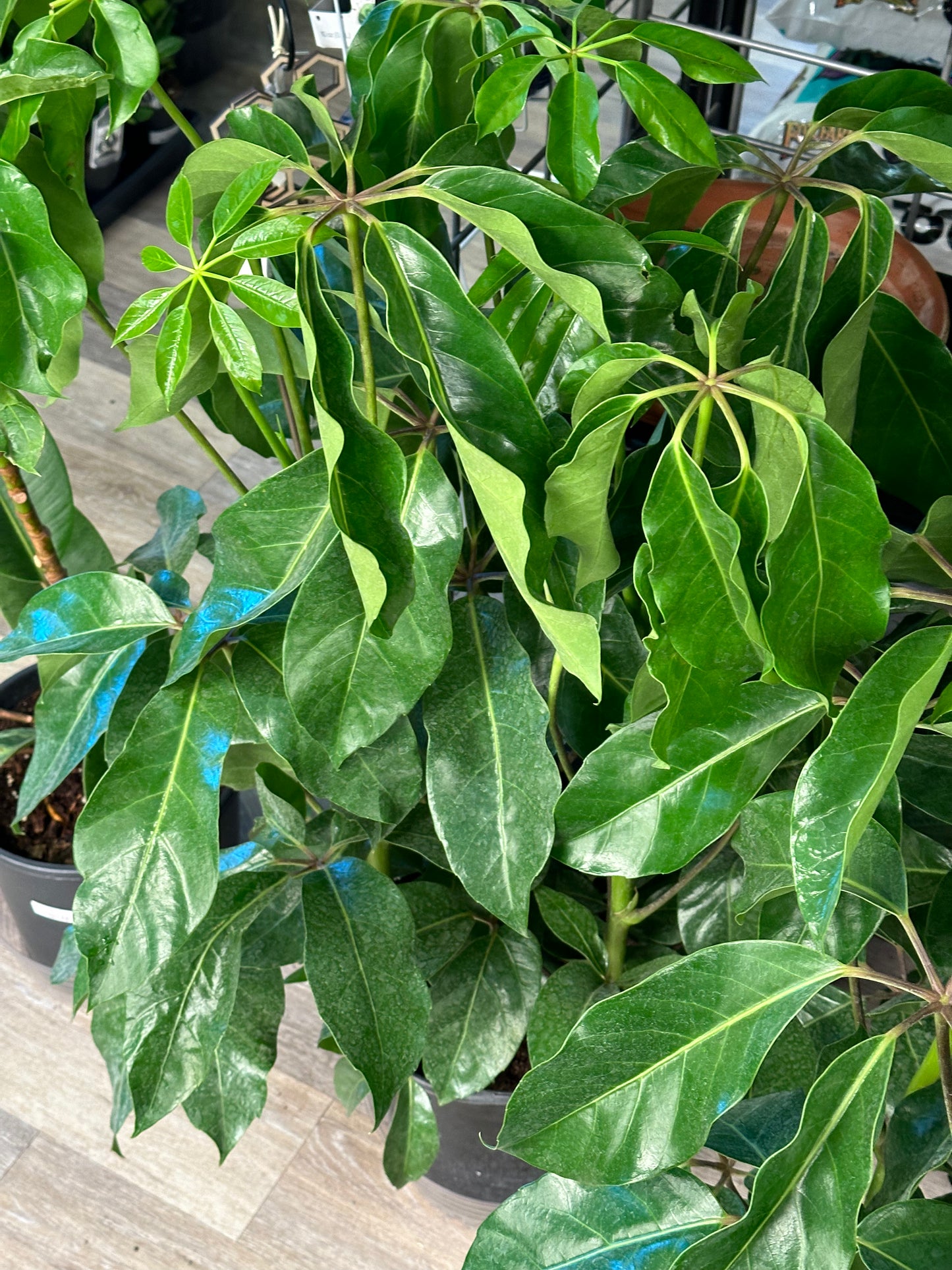 10" Heptapleurum actinophyllum "Schefflera Amate"