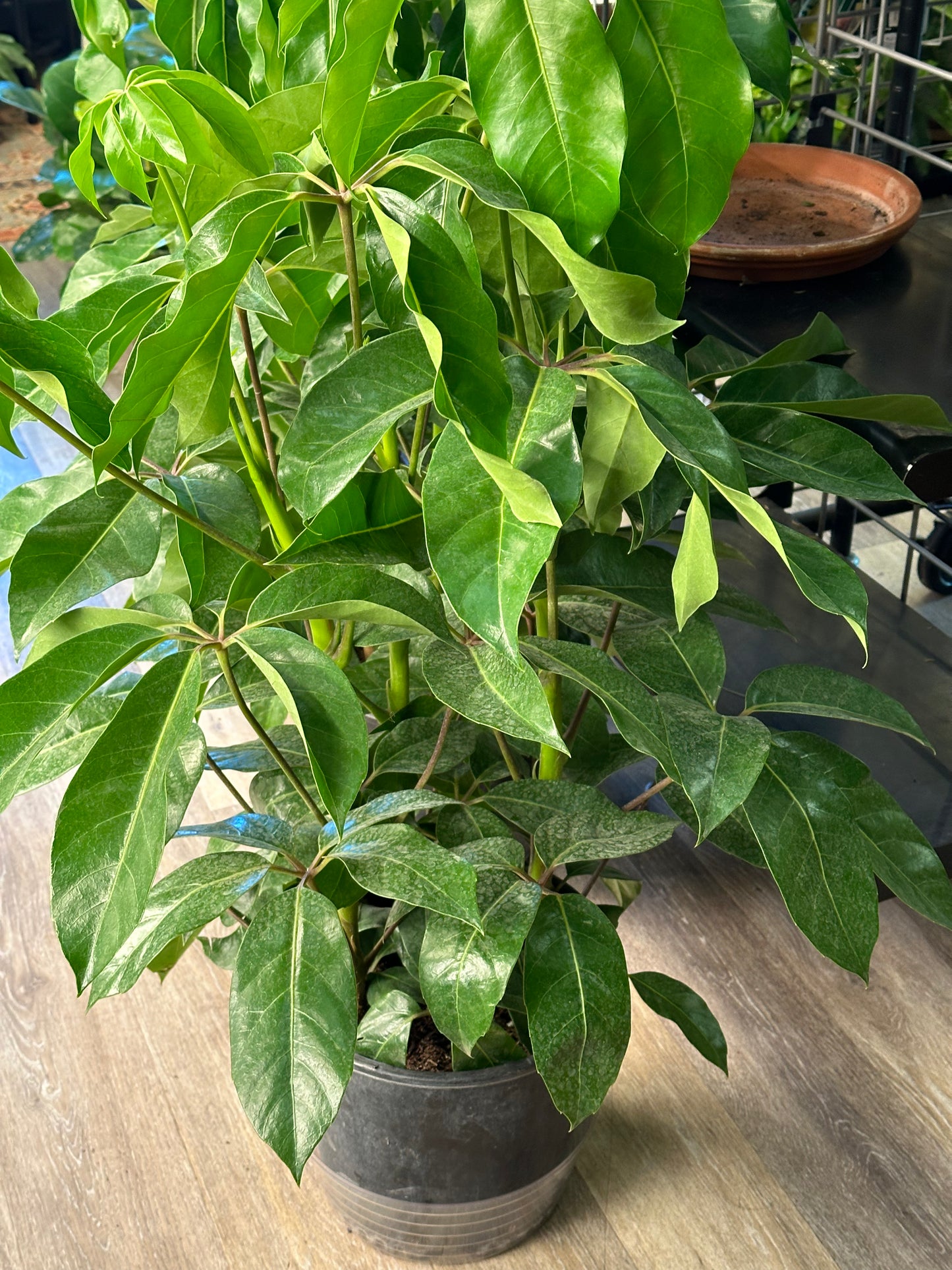 10" Heptapleurum actinophyllum "Schefflera Amate"