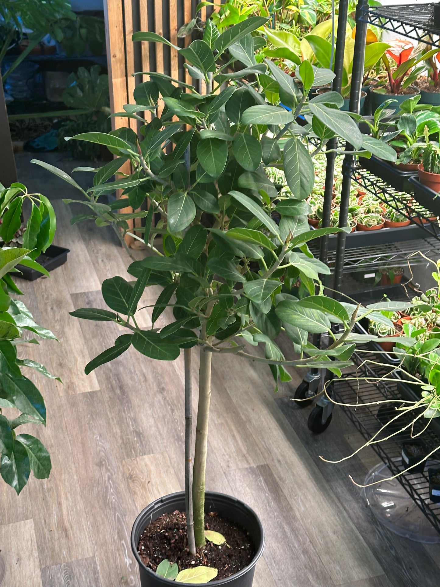 12" Ficus benghalensis "Audrey"