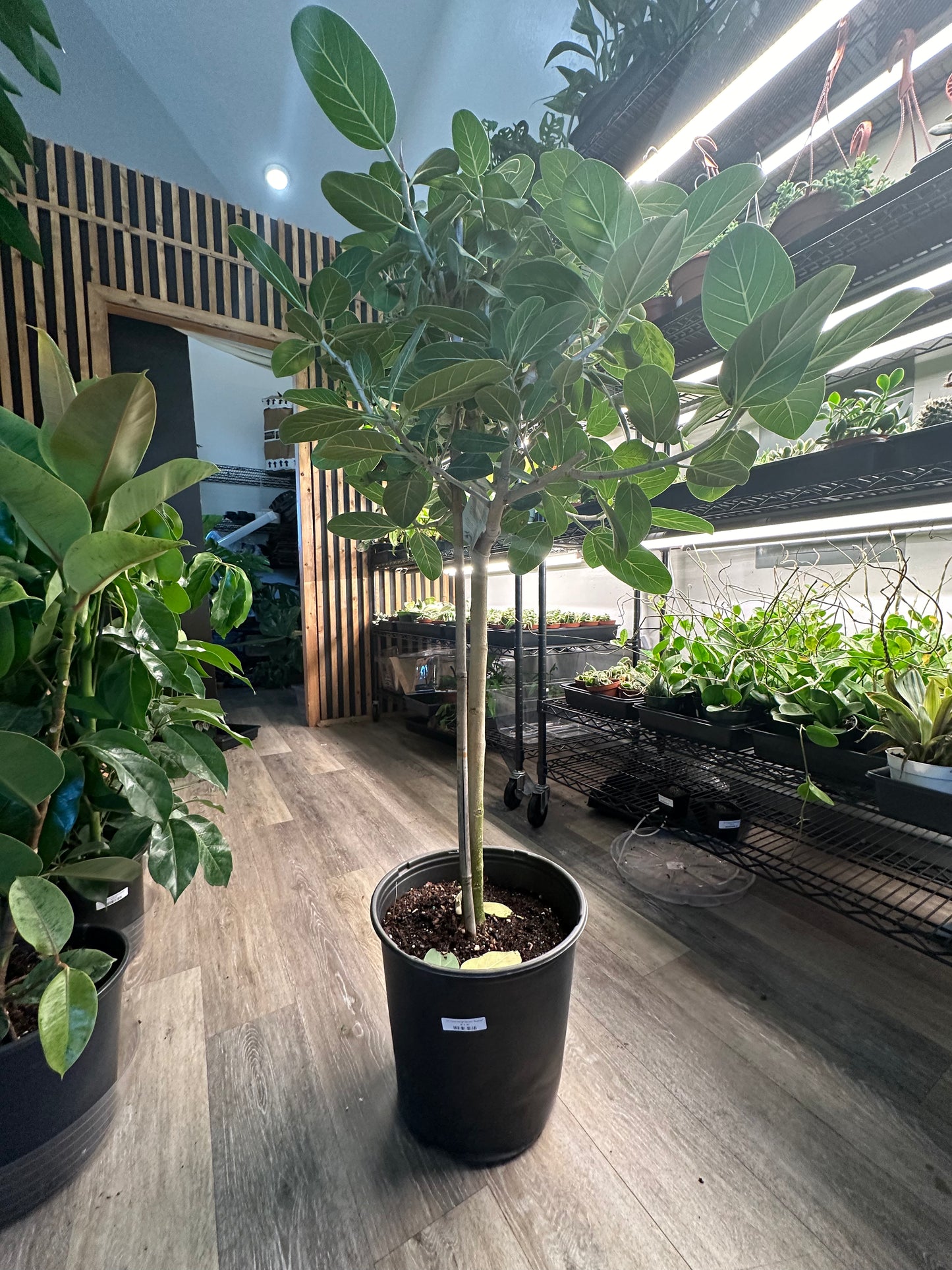 12" Ficus benghalensis "Audrey"