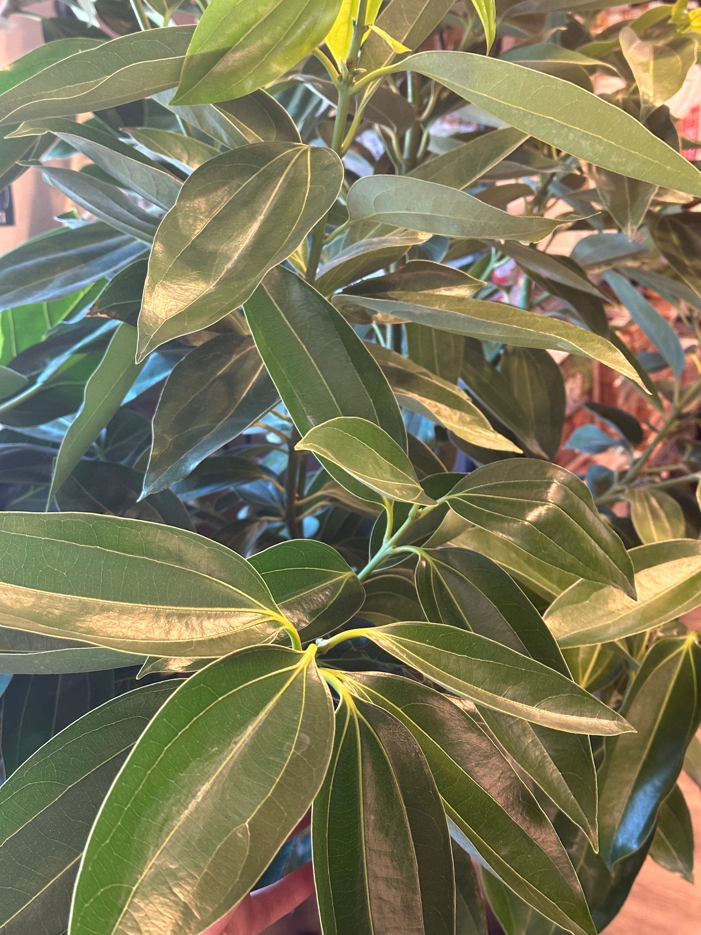 14" Cinnamomum verum "Canela Cinnamon"