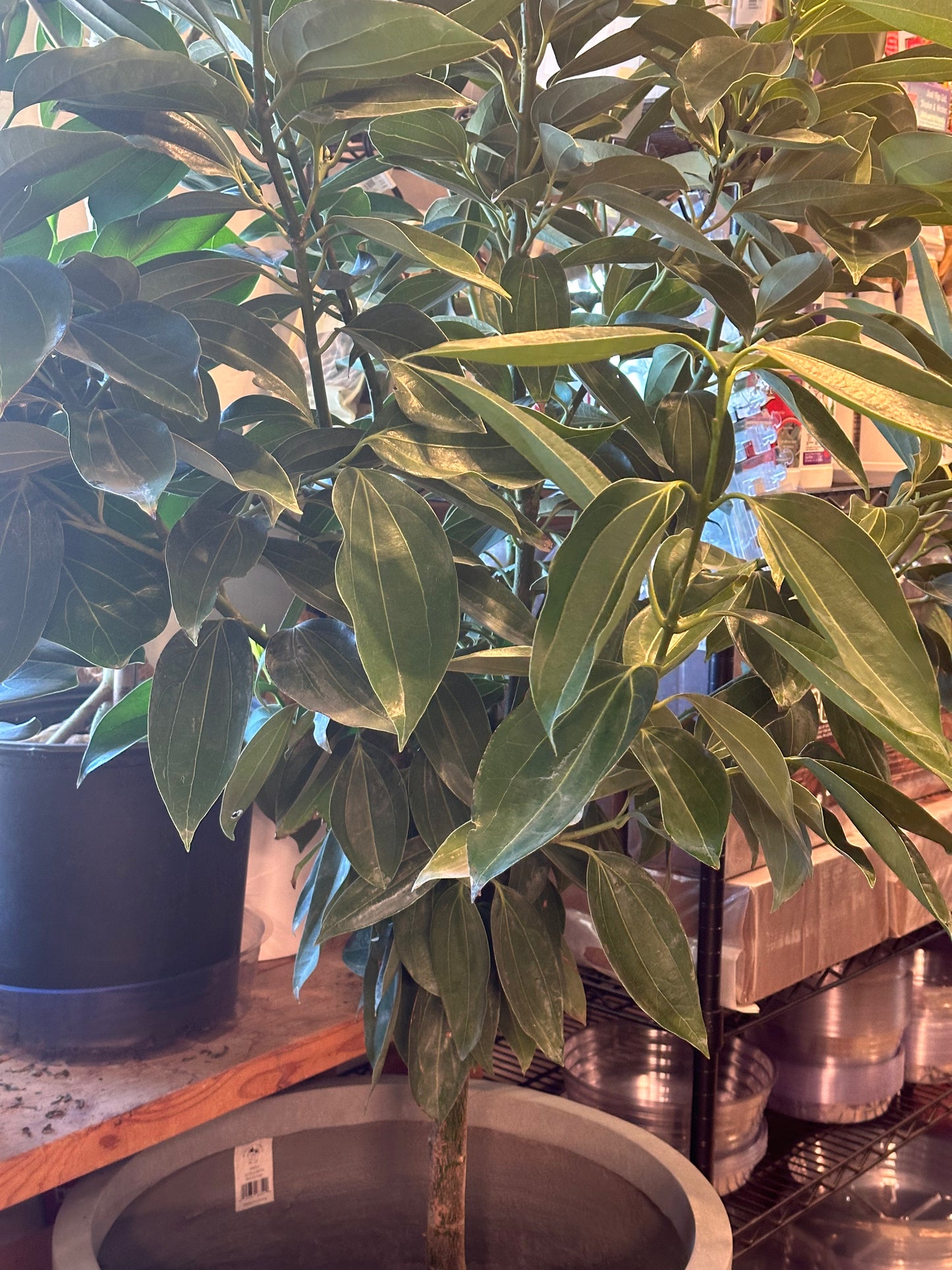 14" Cinnamomum verum "Canela Cinnamon"