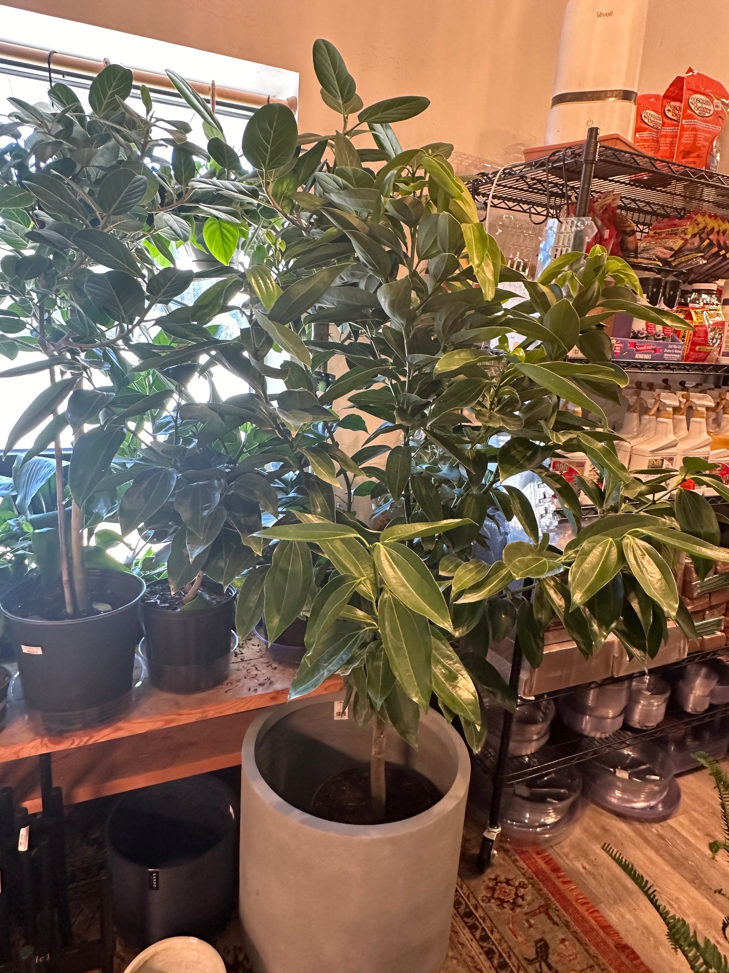 14" Cinnamomum verum "Canela Cinnamon"