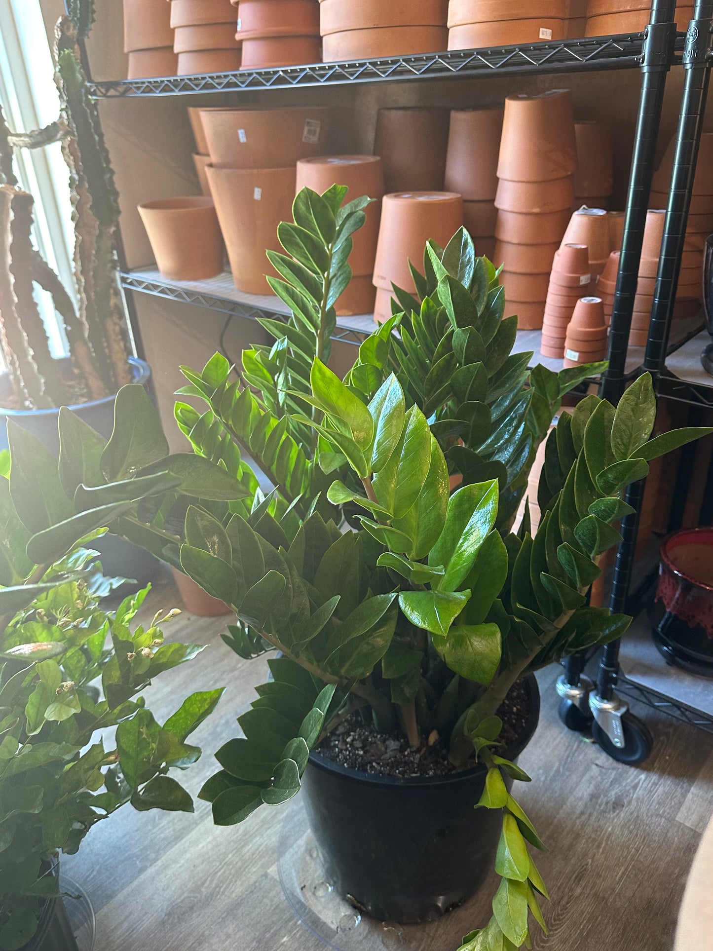 14" Zamioculcas zamiifolia "ZZ Plant"