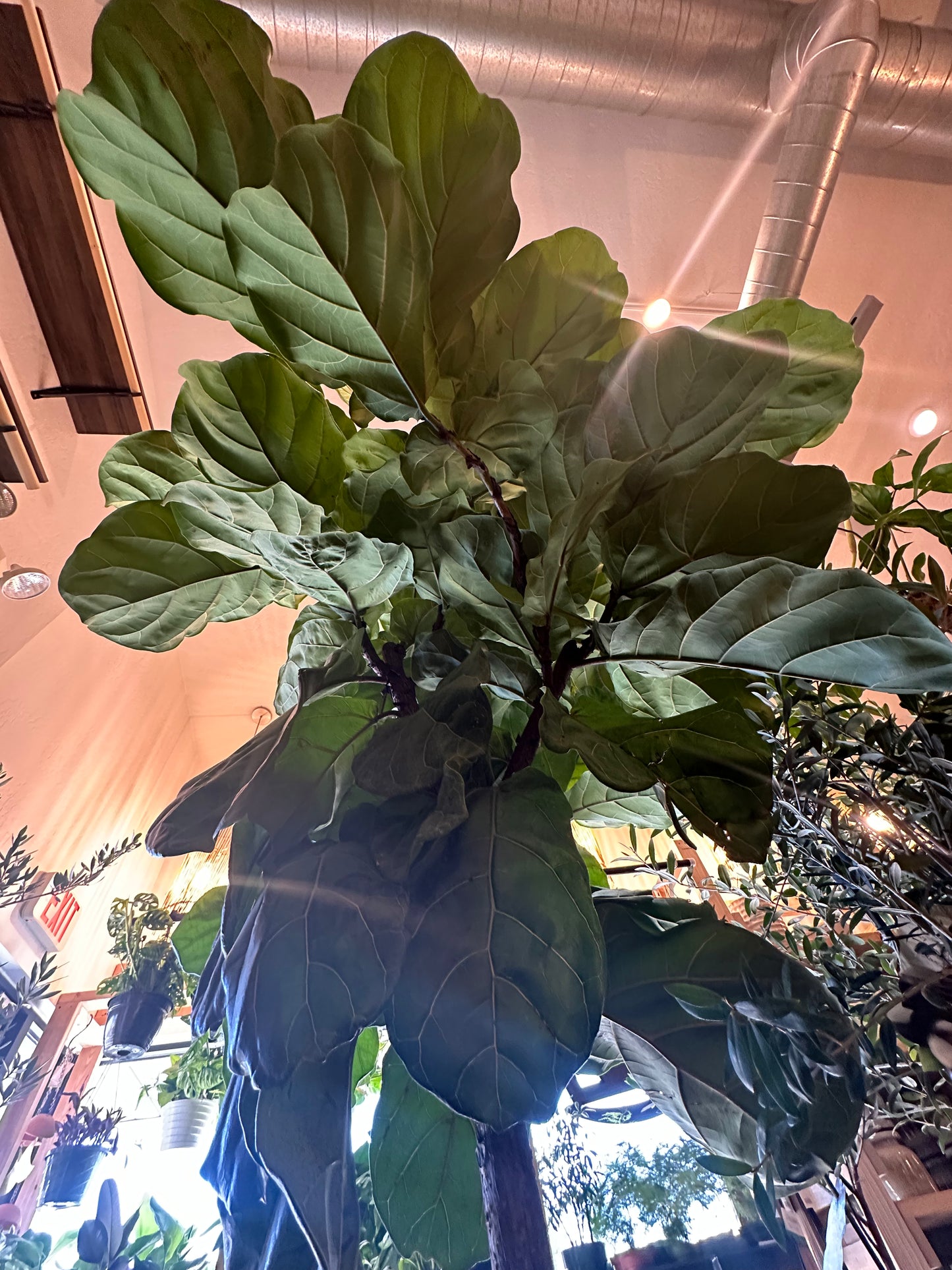 17" Ficus lyrata "Fiddle Leaf Fig"