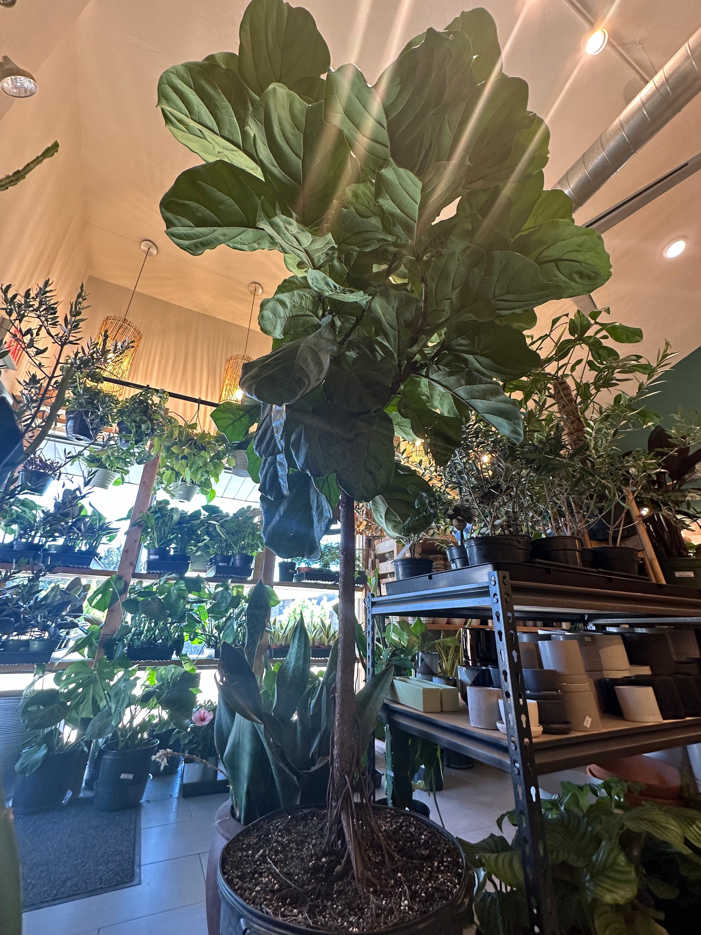 17" Ficus lyrata "Fiddle Leaf Fig"