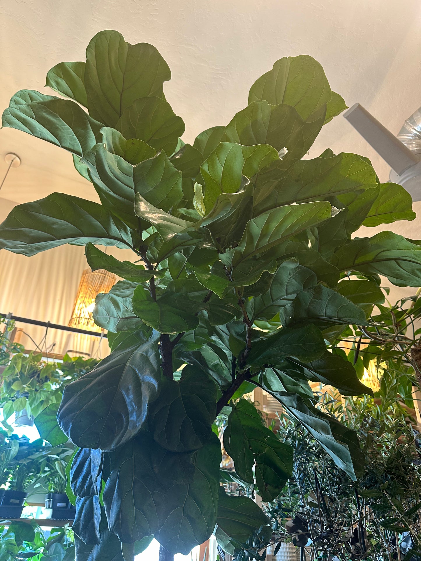 17" Ficus lyrata "Fiddle Leaf Fig"