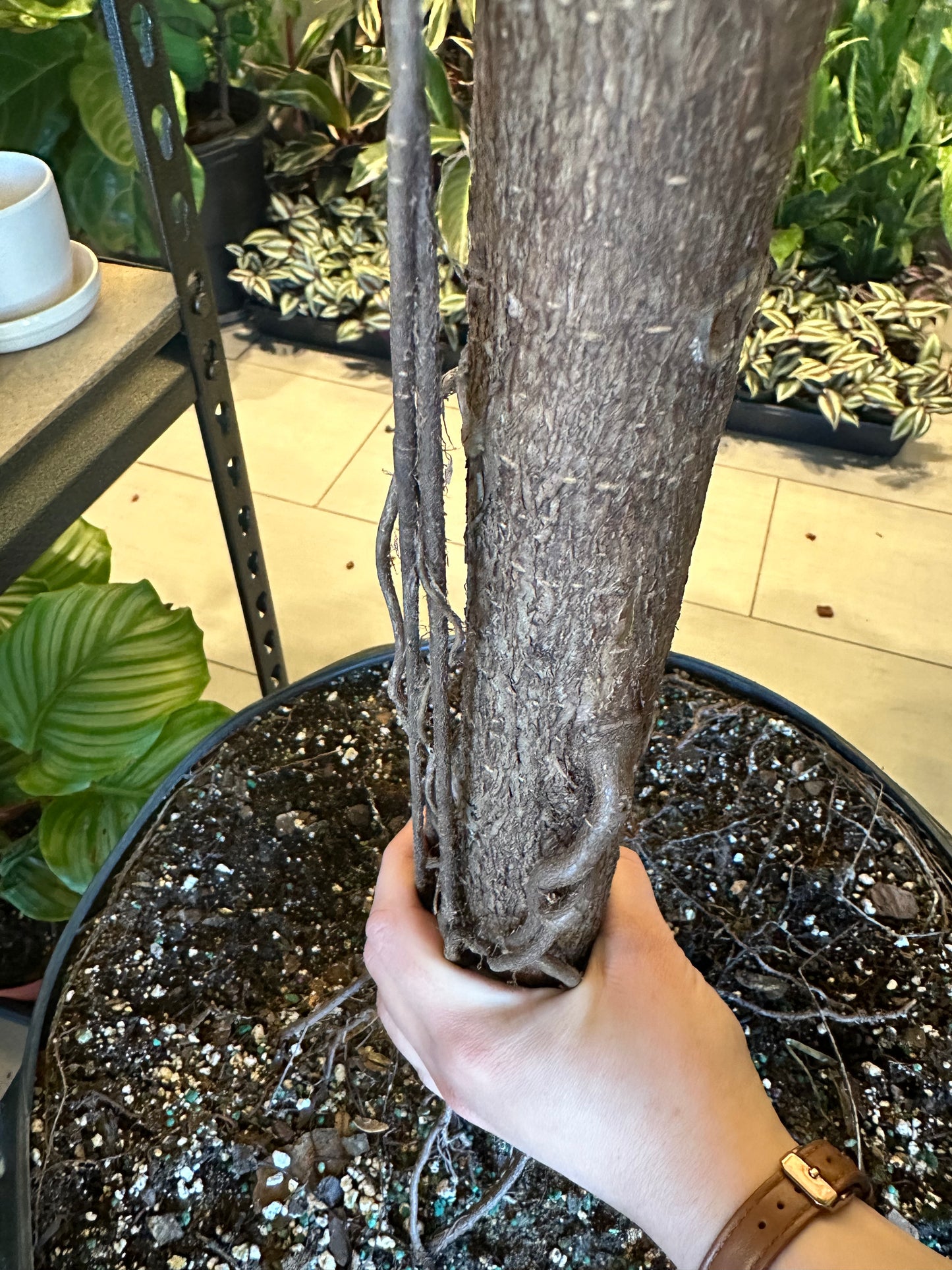 17" Ficus lyrata "Fiddle Leaf Fig"