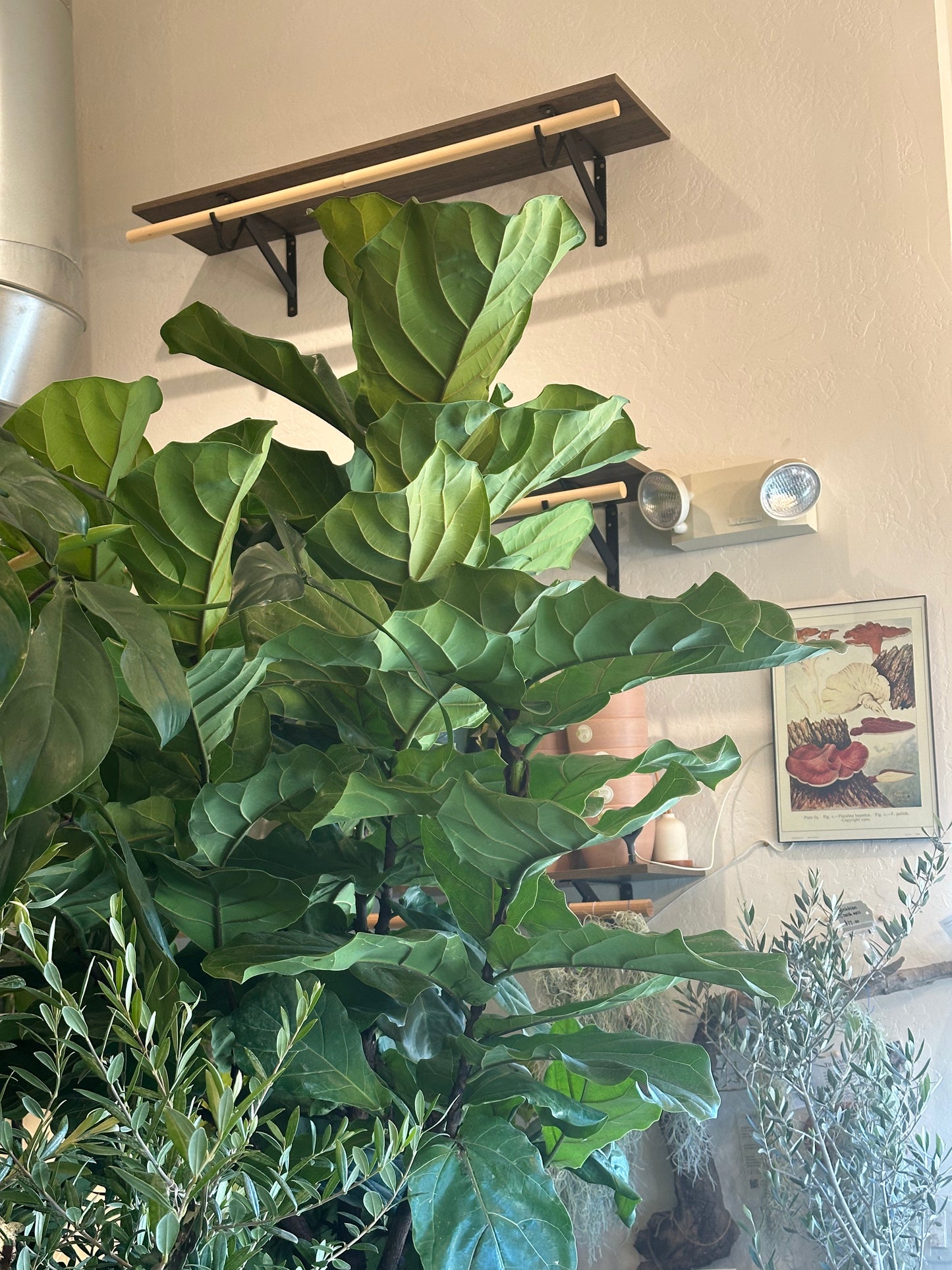 17" Ficus lyrata "Fiddle Leaf Fig"