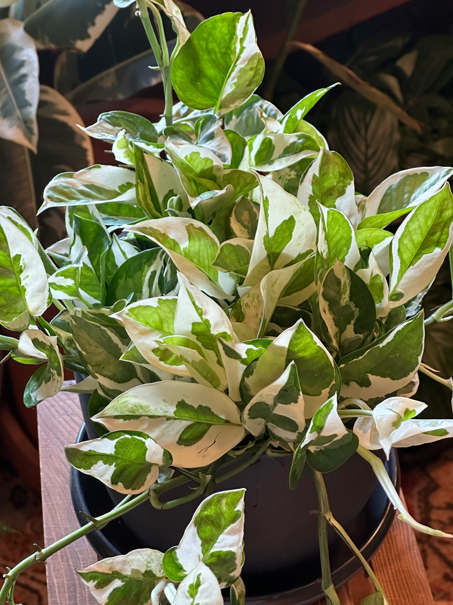 6" Epipremnum aureum "Pearls and Jade"