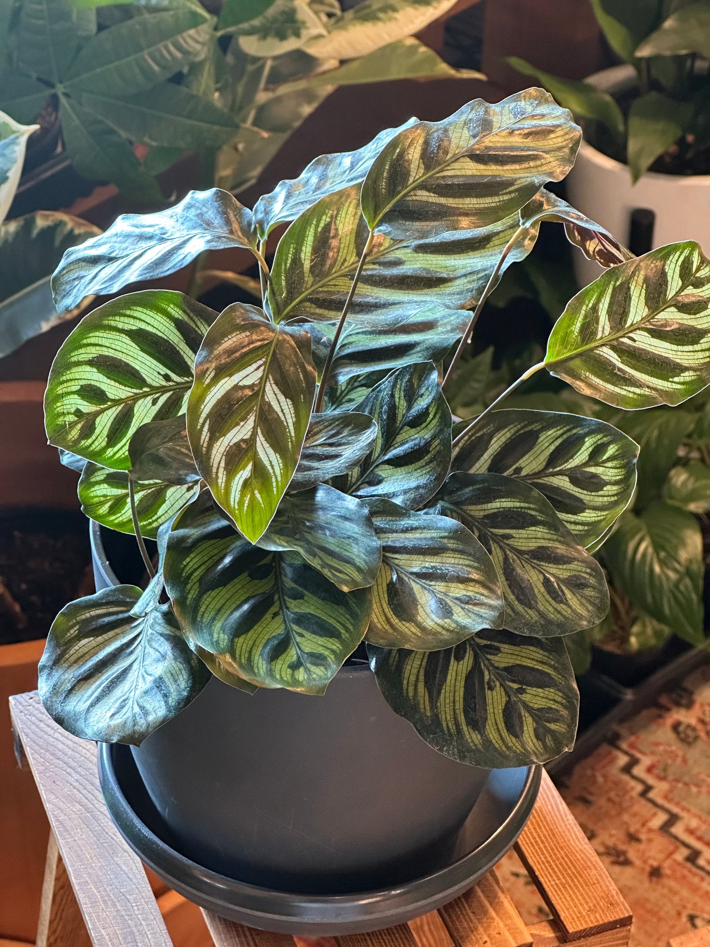 6" Calathea Makoyana