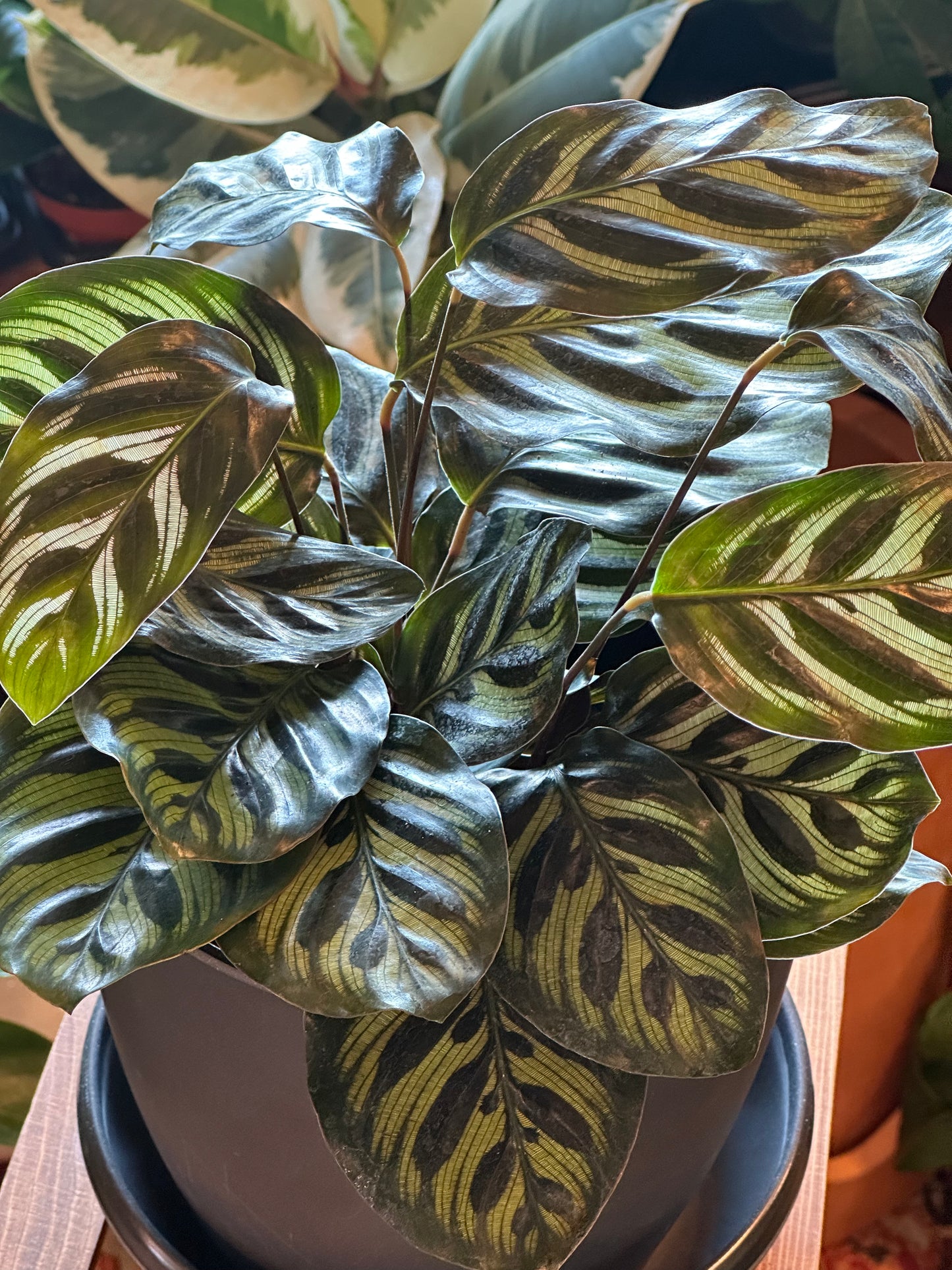 6" Calathea Makoyana
