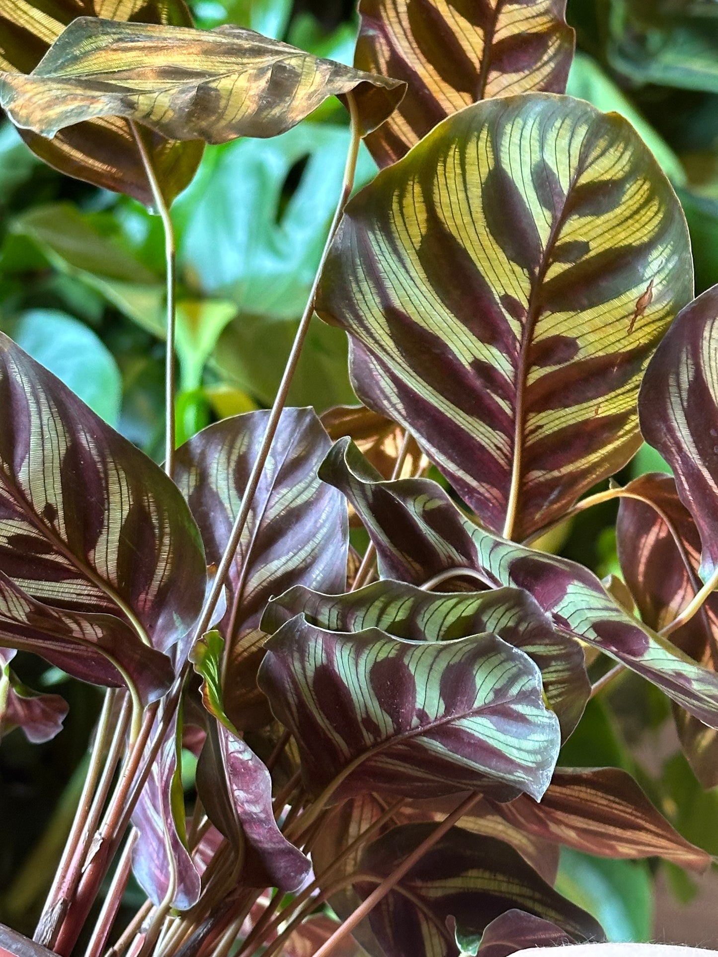 6" Calathea Makoyana