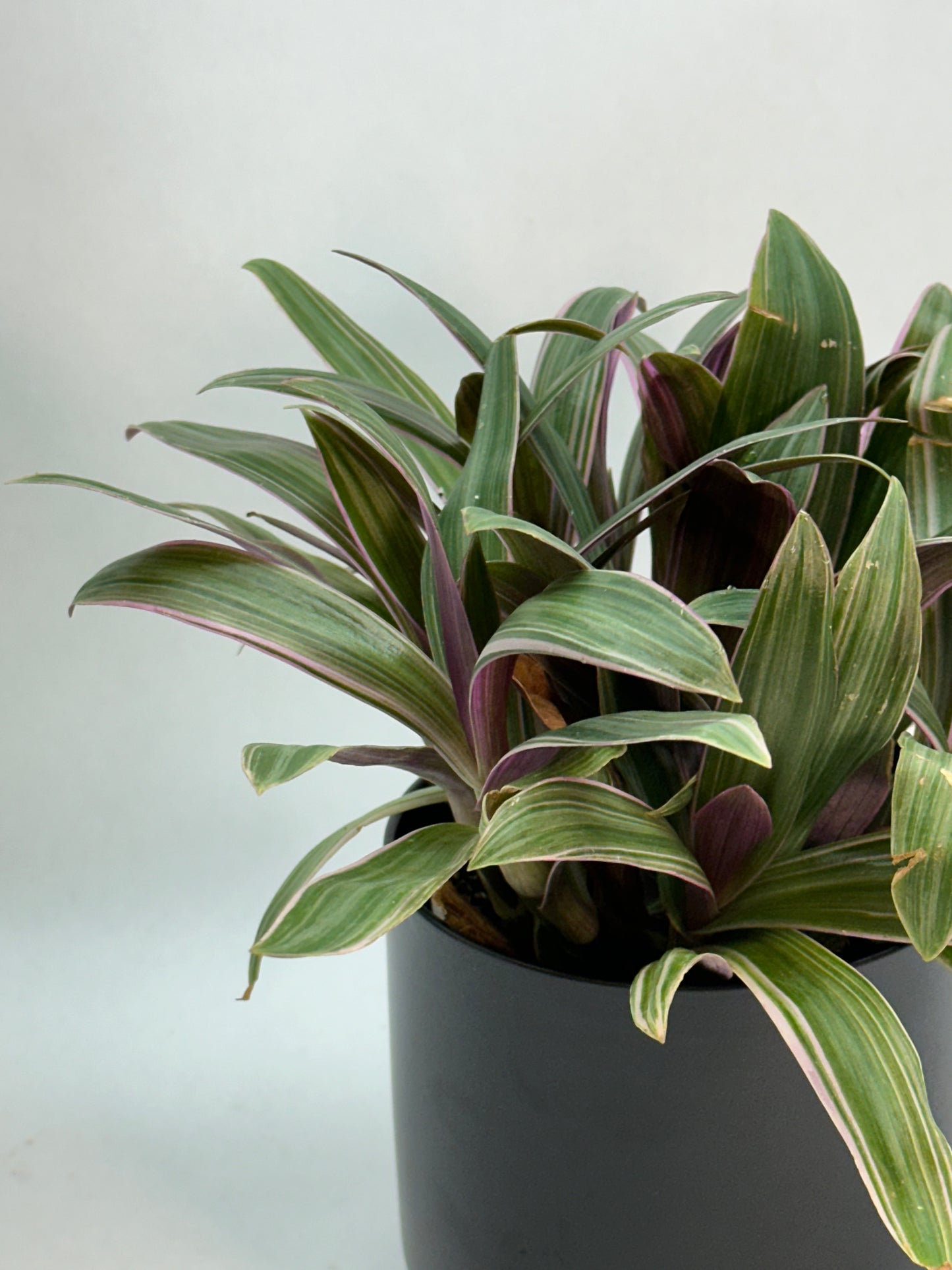 4" Tradescantia 'Moses in the Cradle'
