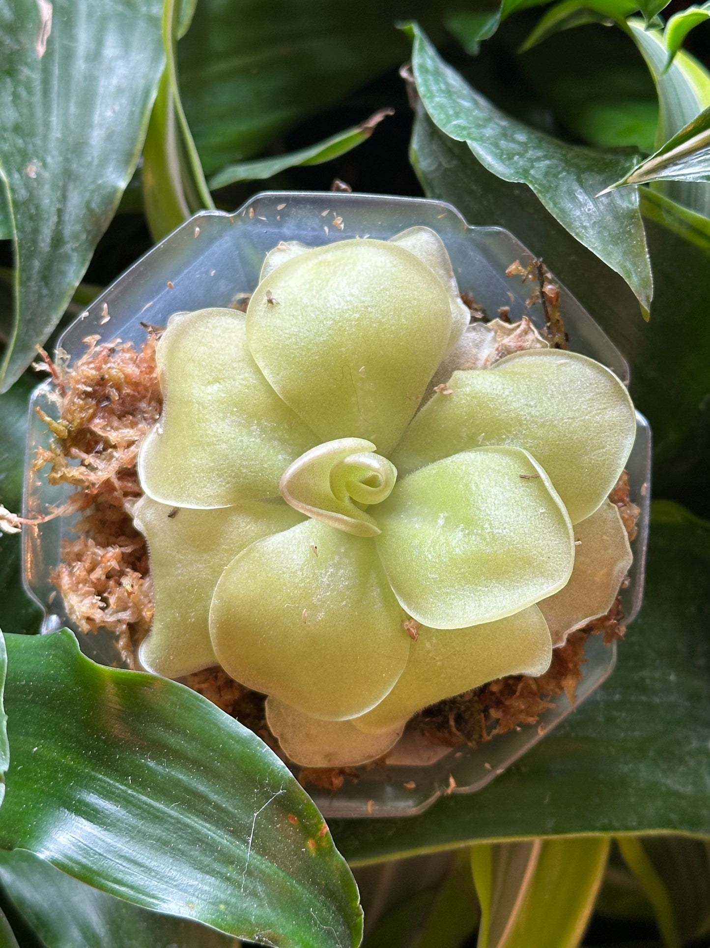 4" Pinguicula moranensis "Butterwort"
